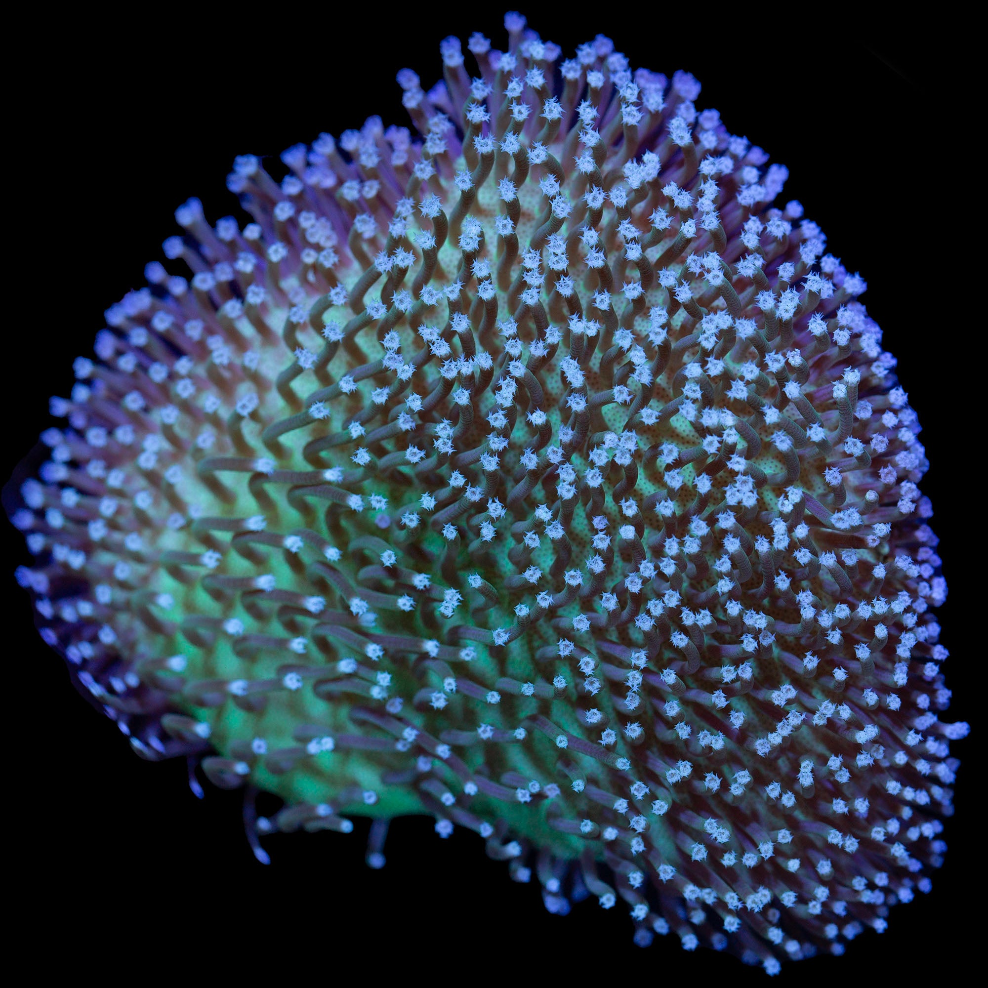 Aqua-cultured Toadstool Leather Coral