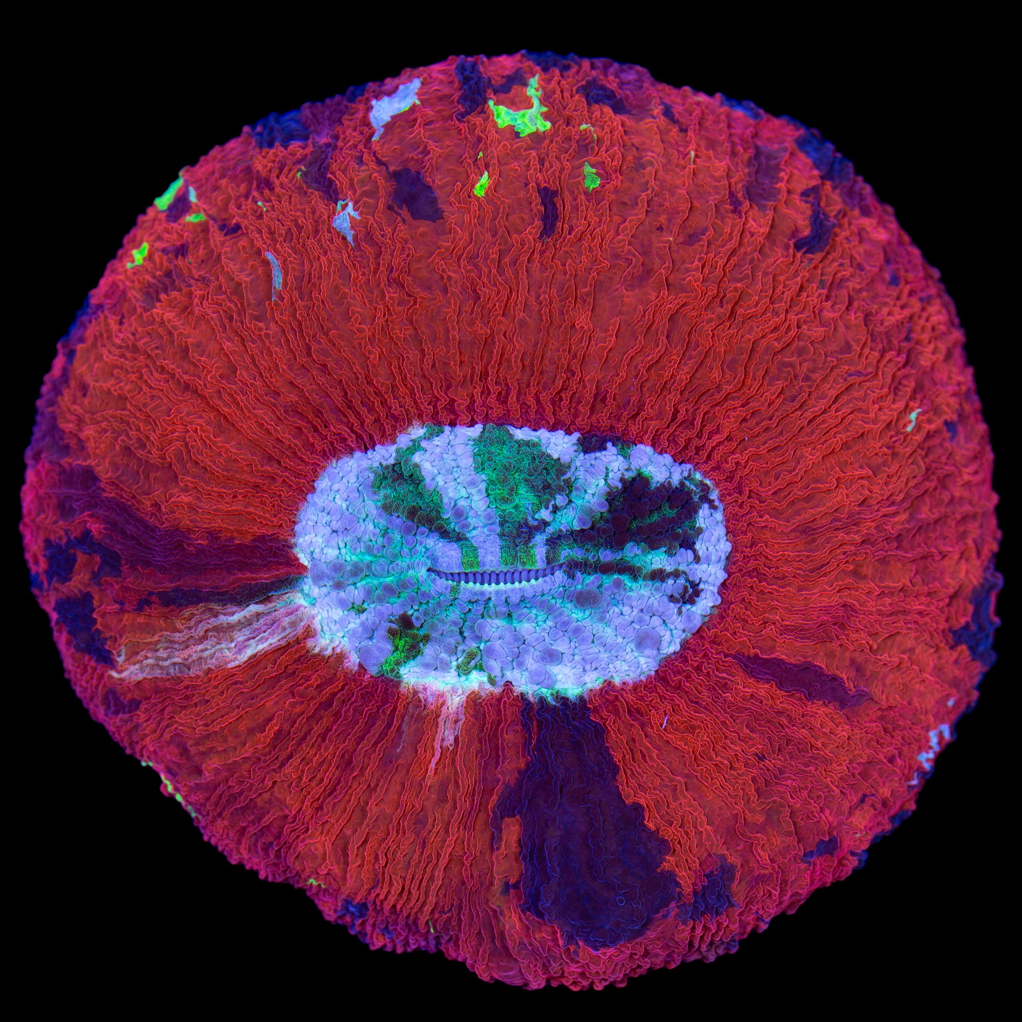 Ultra Trachyphyllia Coral