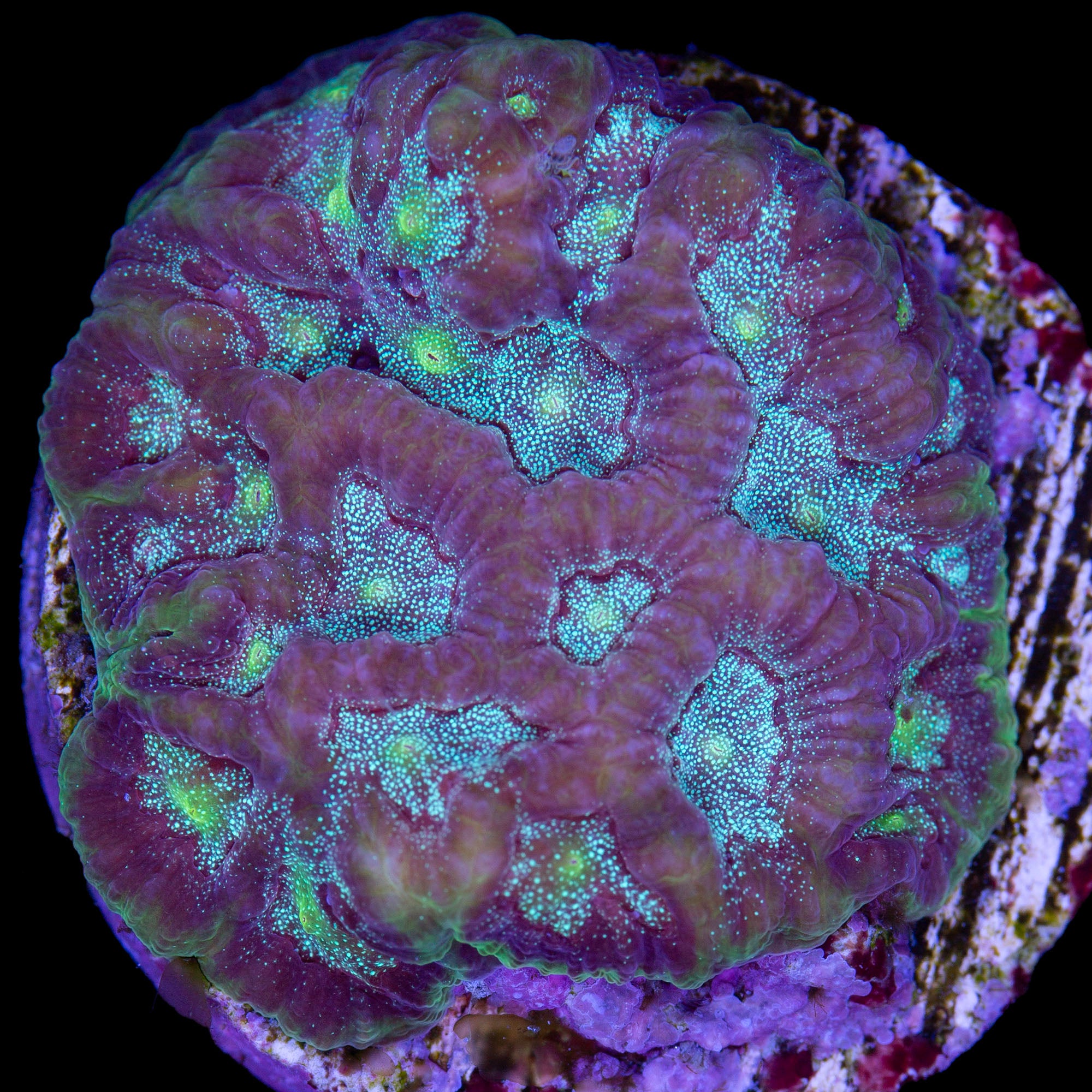 Static Favites Coral