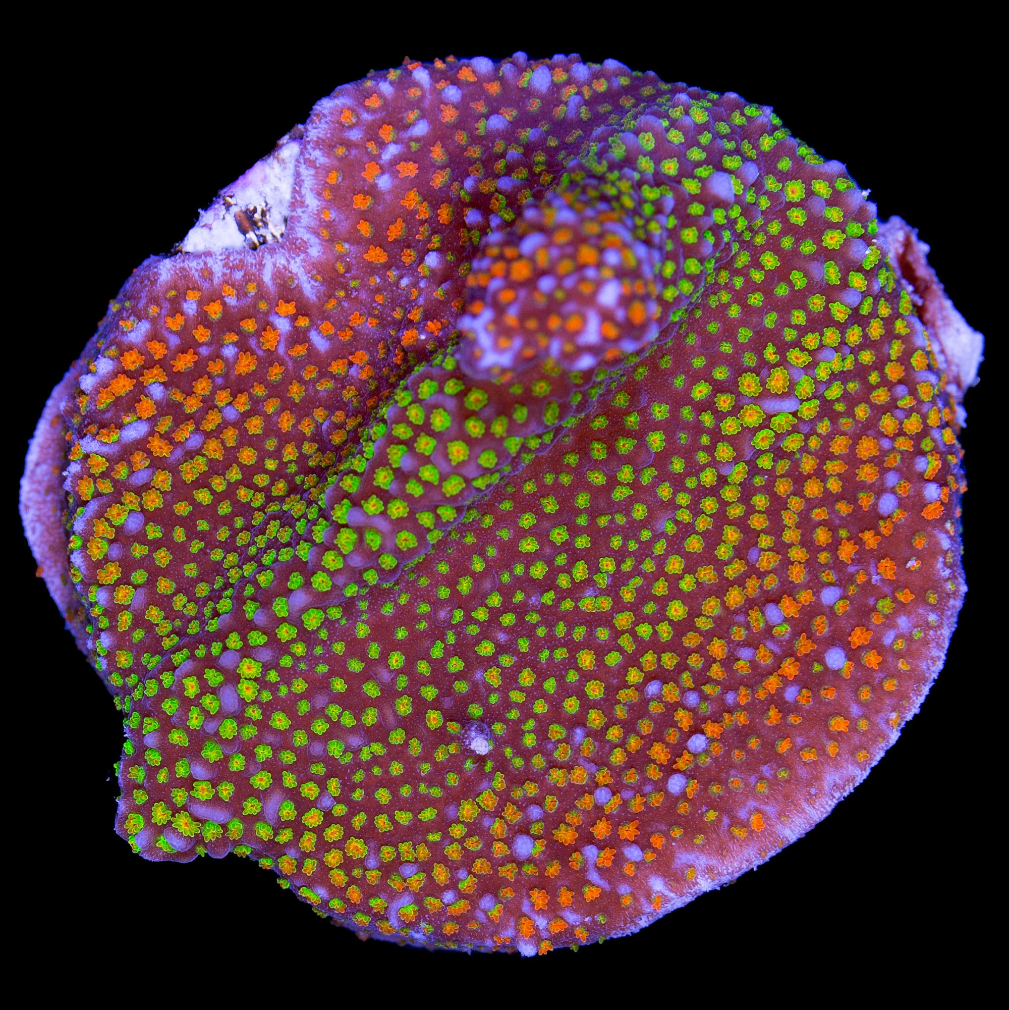 Rainbow Montipora Coral