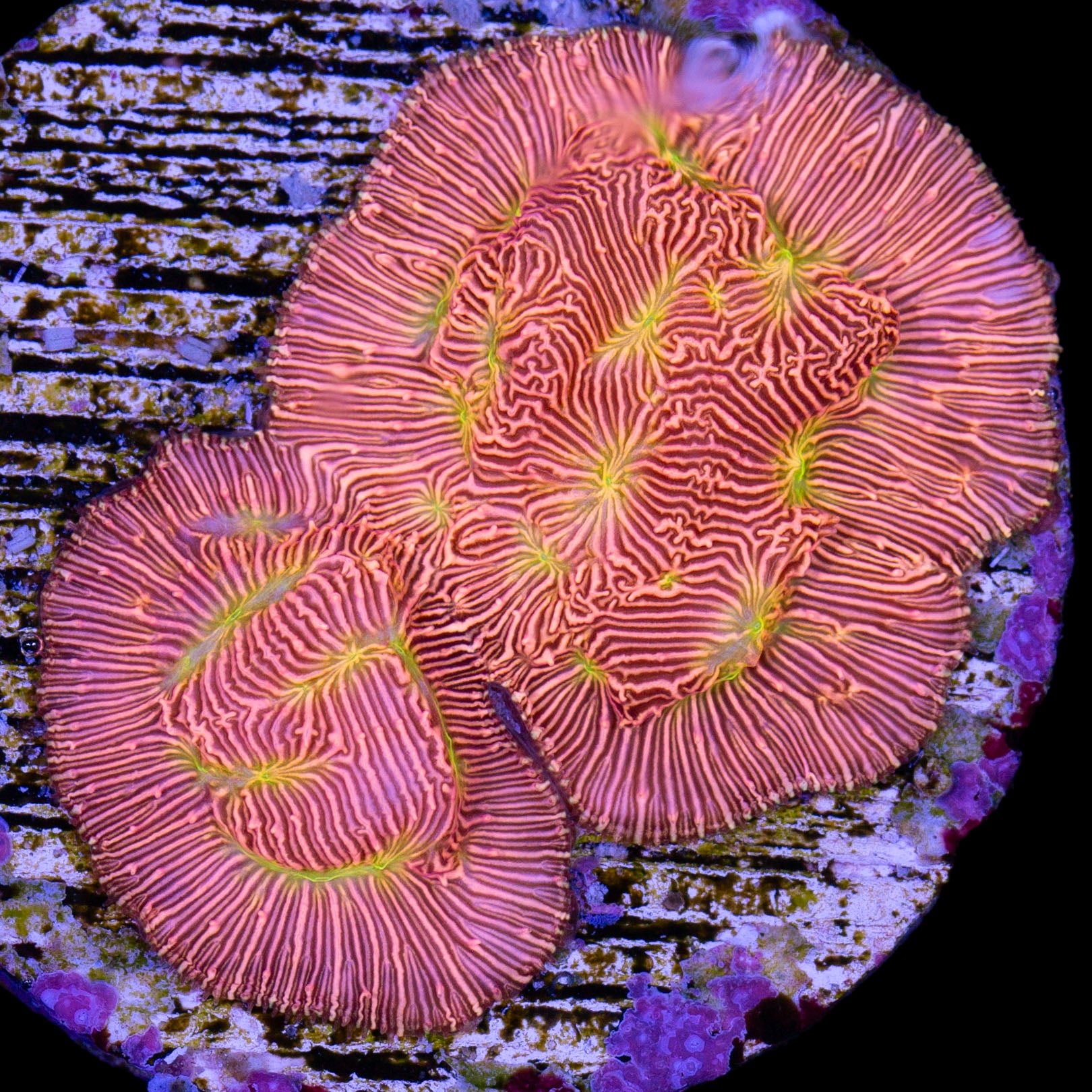 Jack-O-Lantern Leptoseris Coral