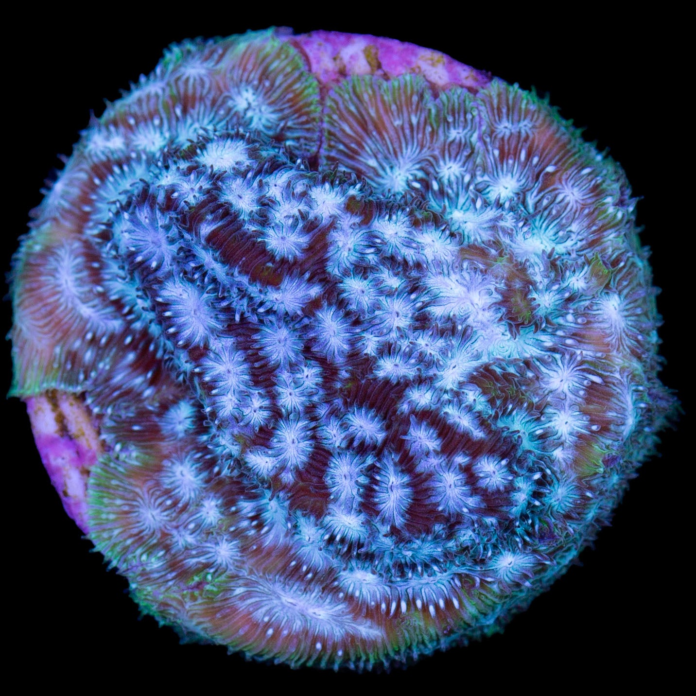 Brain Freeze Leptoseris Coral - 1st Release