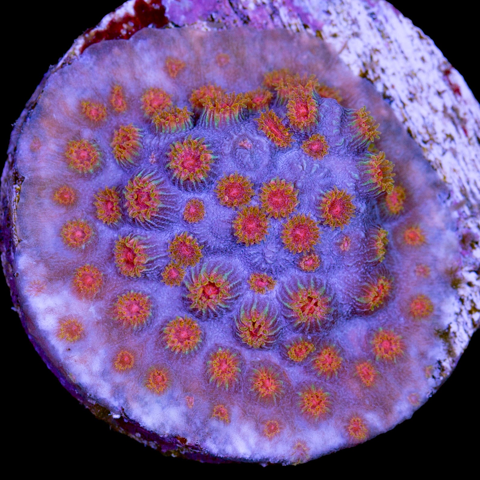 Bizarro Cyphastrea Coral