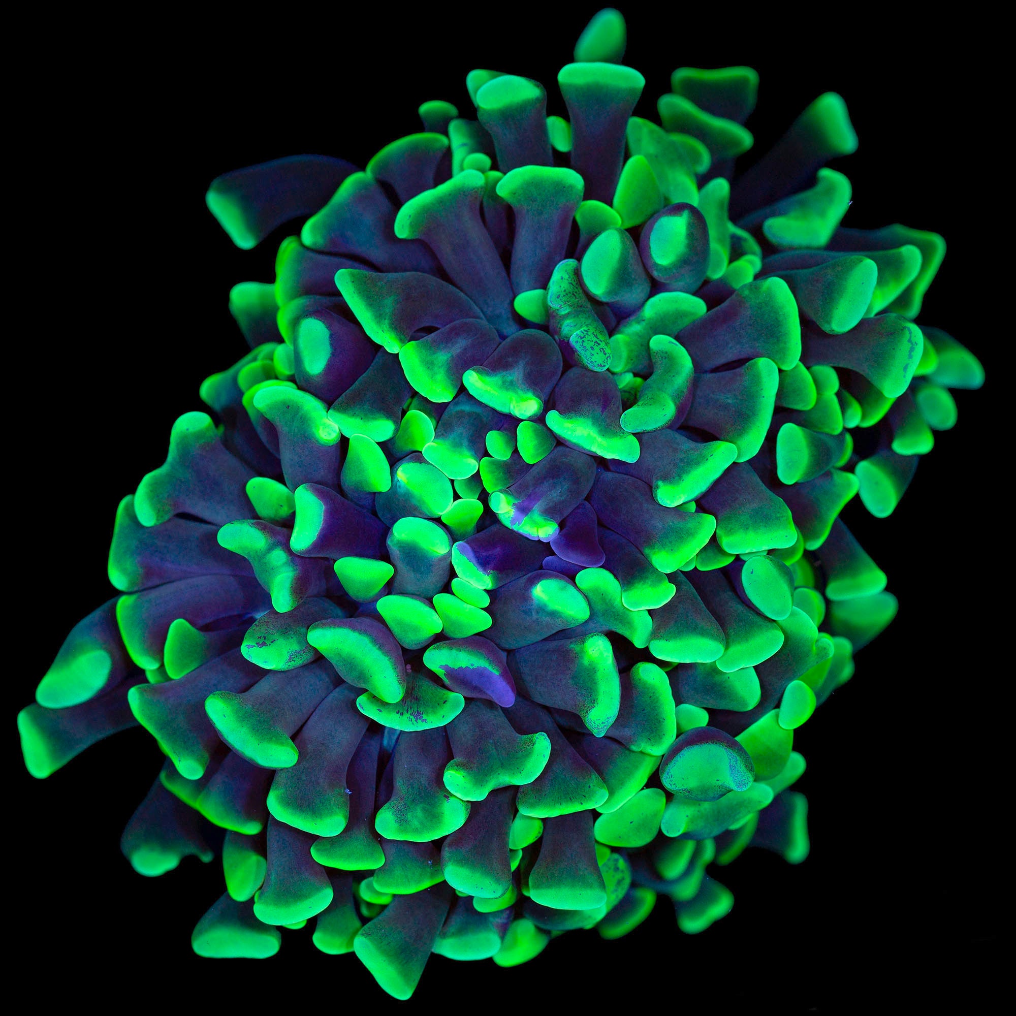 Metallic Green Branching Hammer Coral - 2 heads