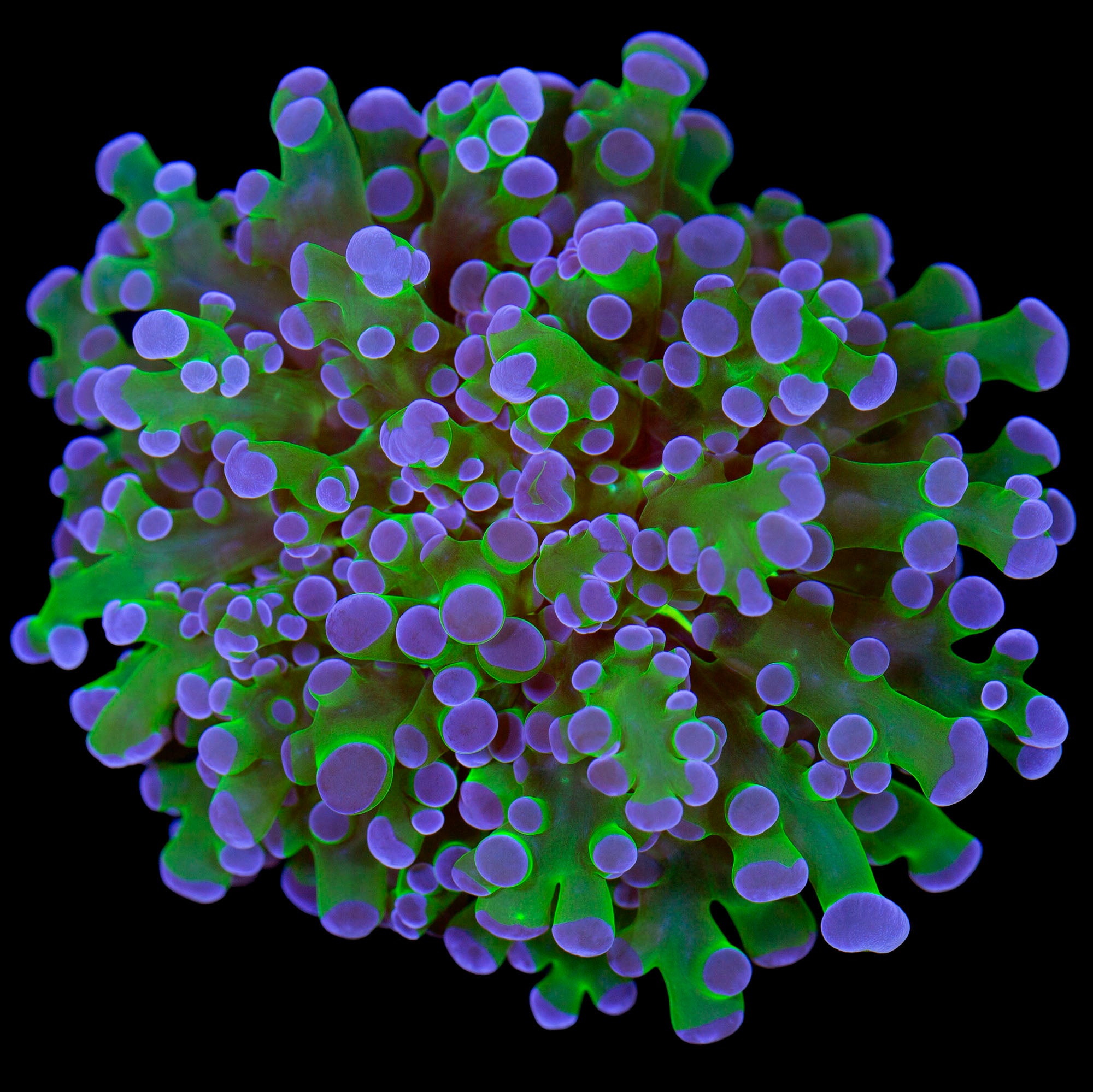 Aqua-cultured Purple Tip Frogspawn Coral