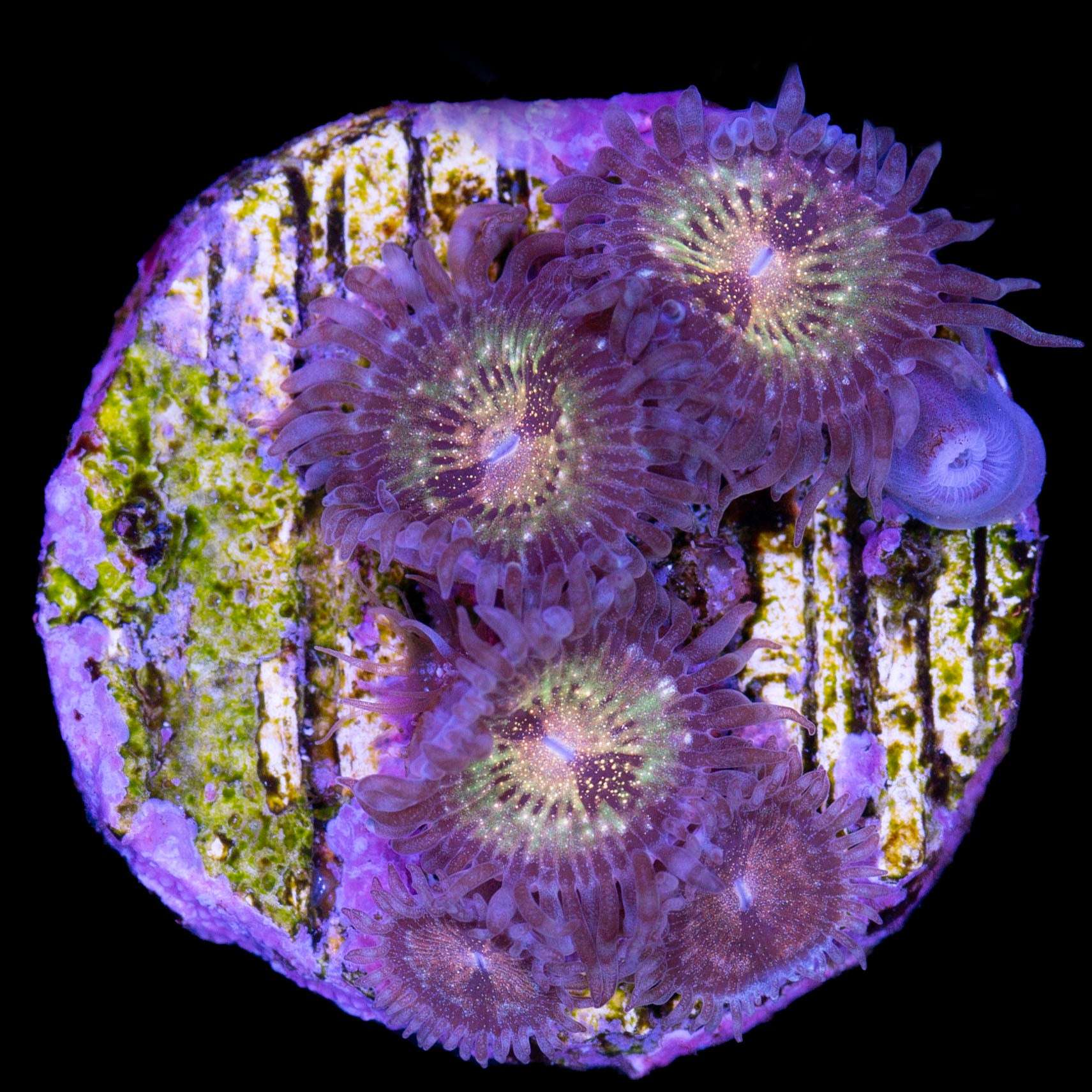 Vivid's Pandora Zoanthid Coral