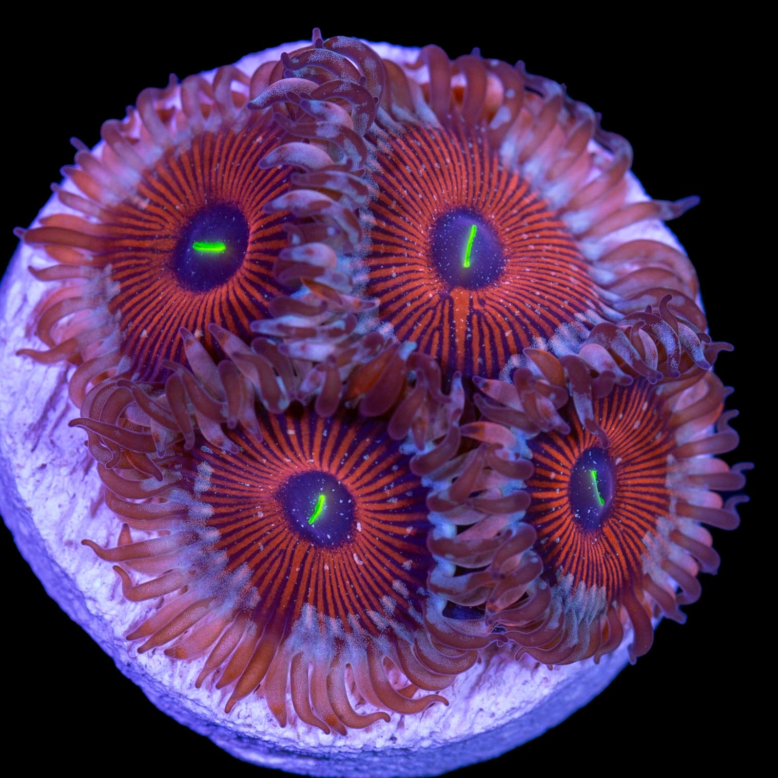 Vivid's Agave Zoanthids