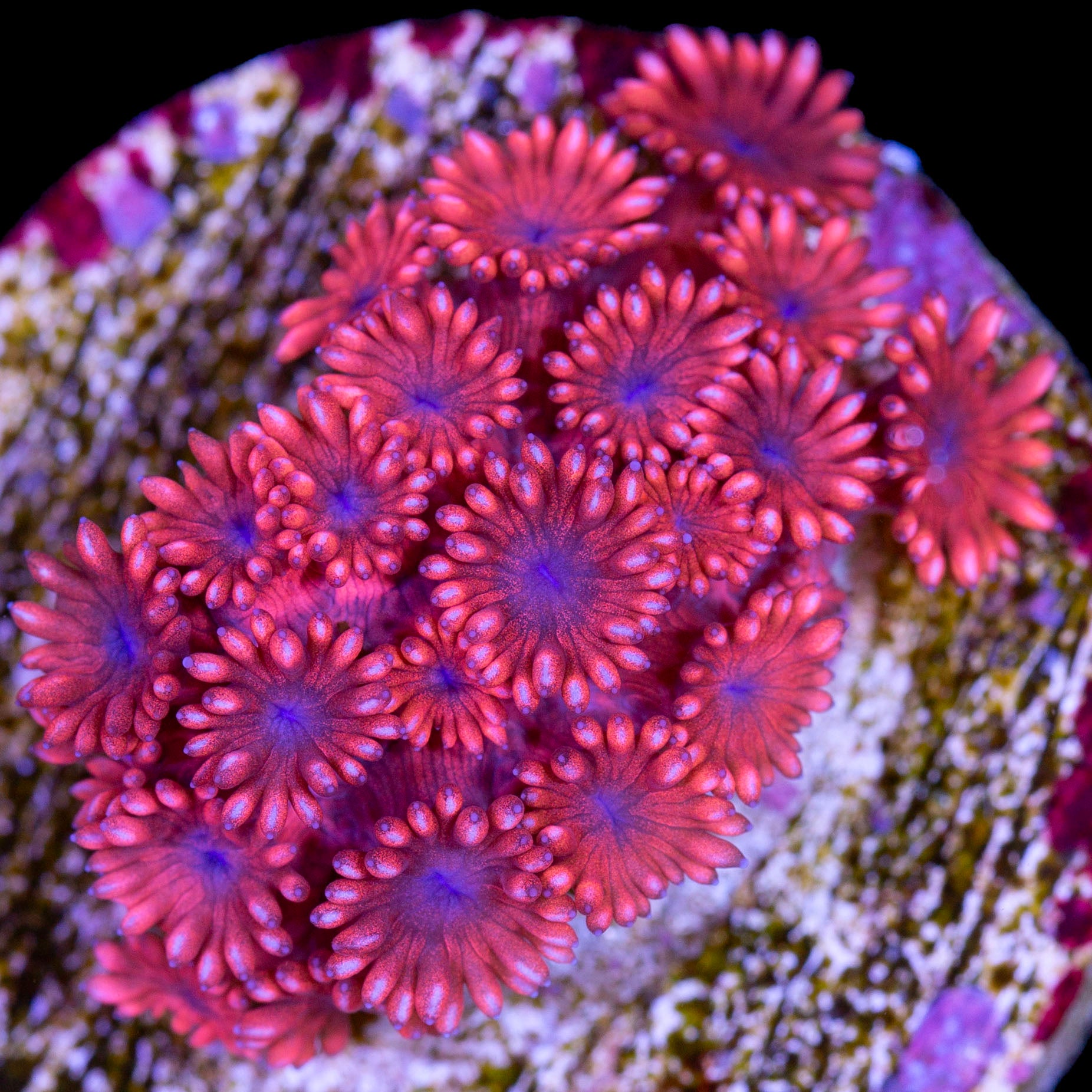 Spiderman Goniopora Coral