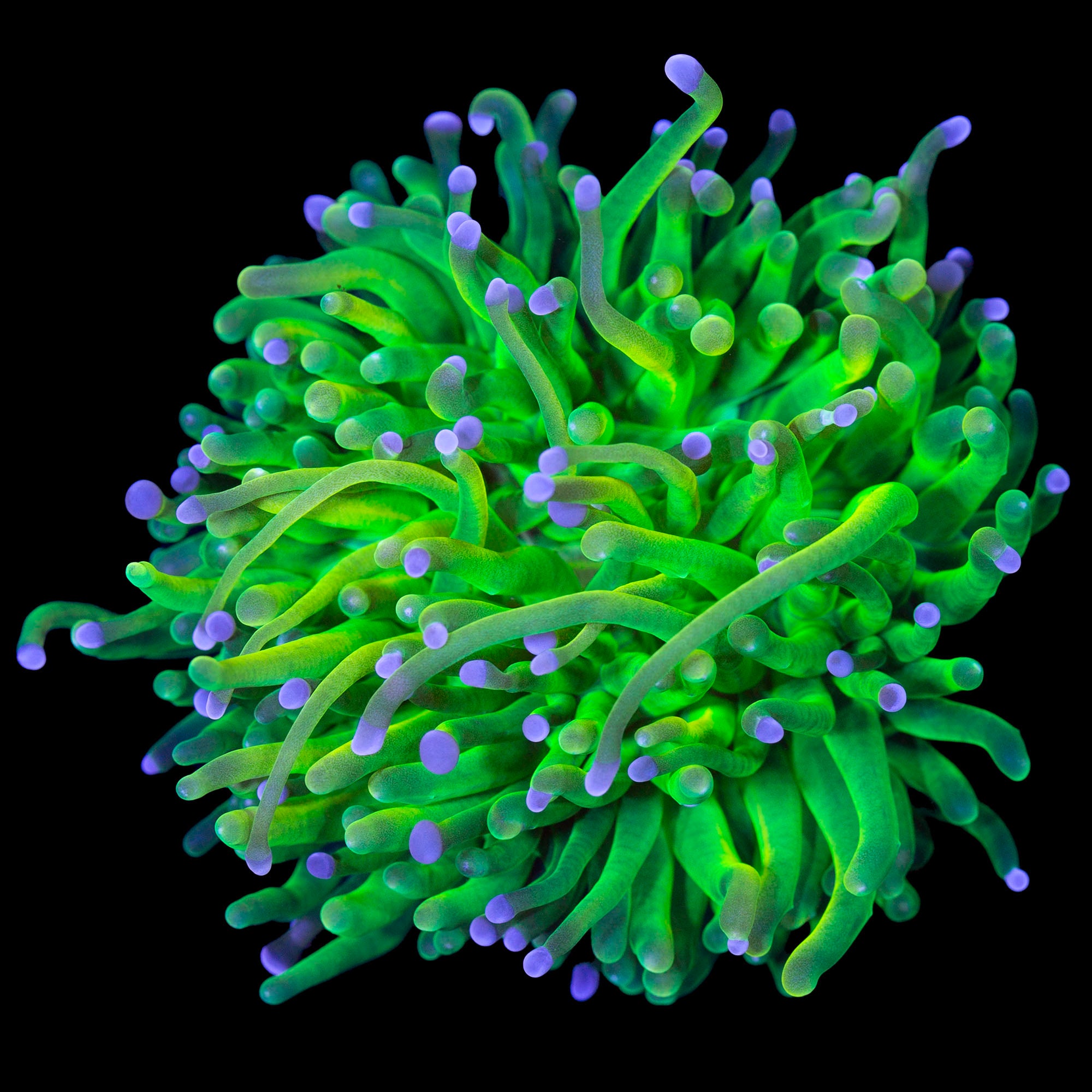 Vivid's Spawn Grail Torch Coral - Spawned @ Vivid 1st release