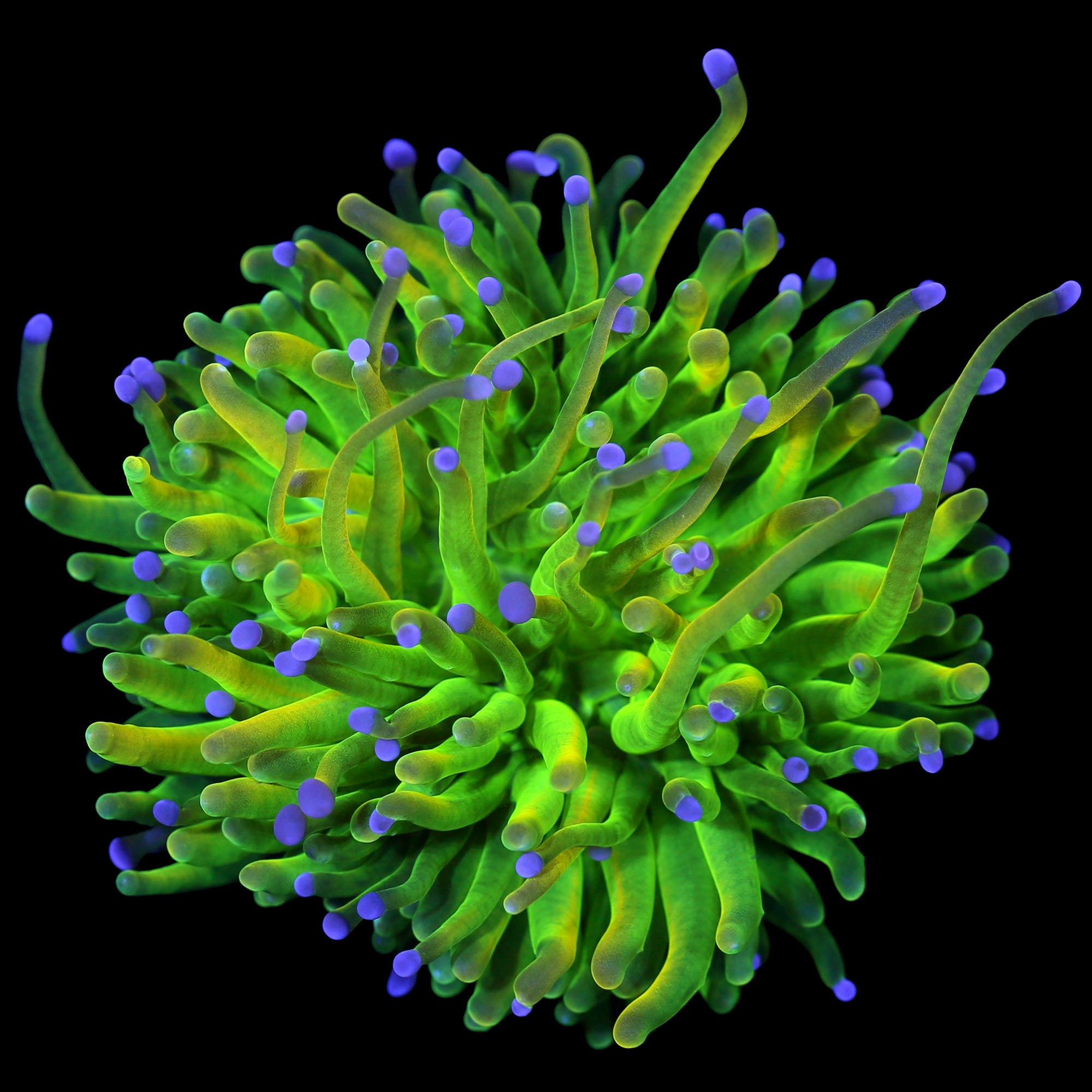 Vivid's Spawn Grail Torch Coral - Spawned @ Vivid 1st release