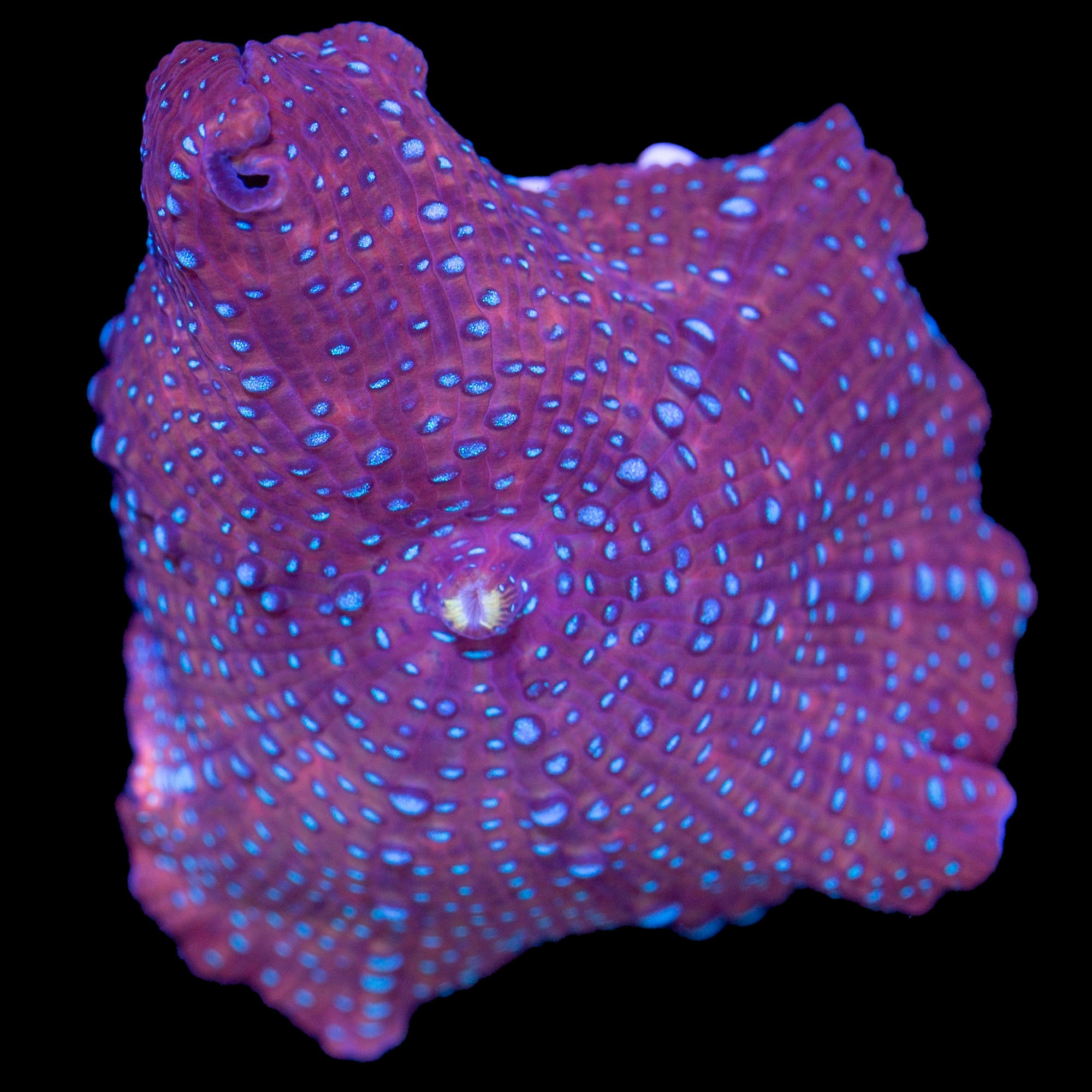 Bluespotted Red Mushroom