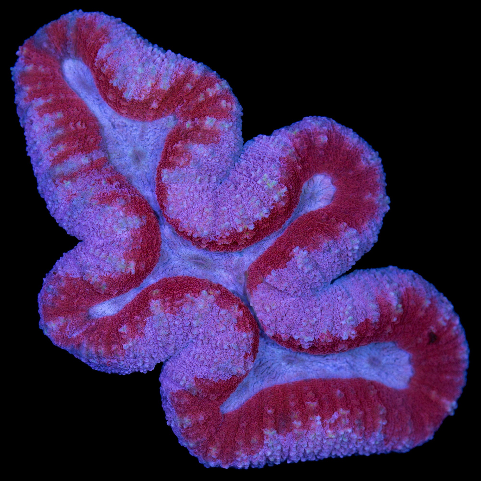 Ultra Aussie Lobophyllia Coral Colony
