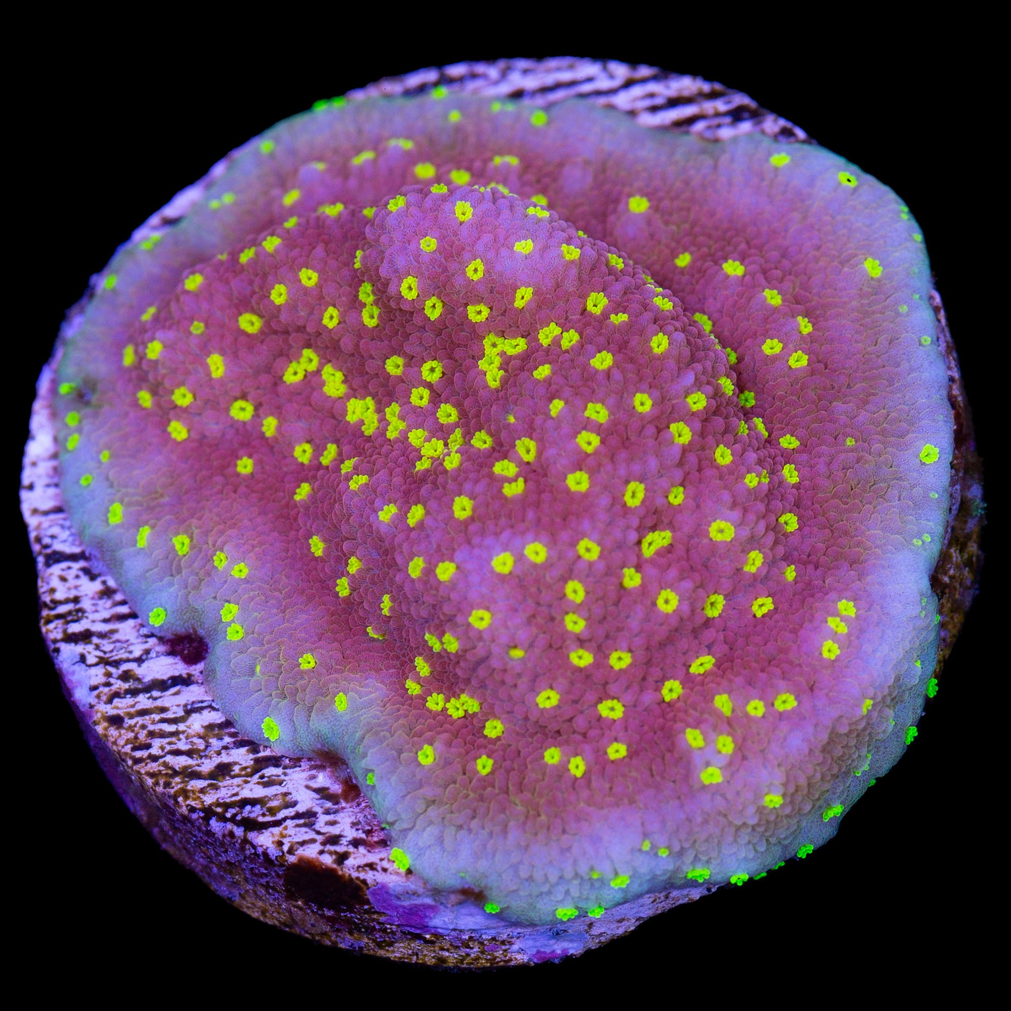 Vivid's Neptune Montipora