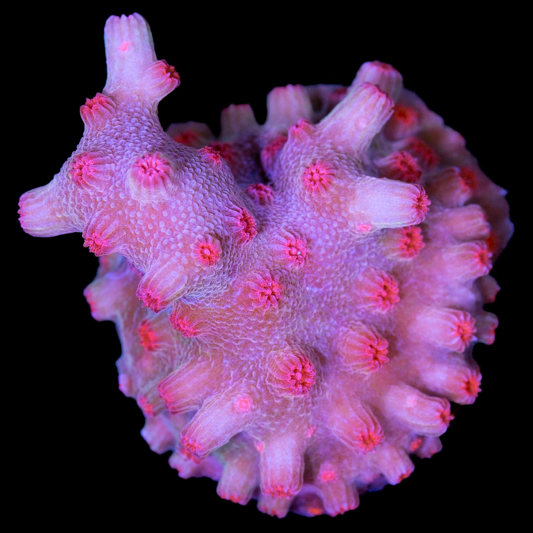 Vivid's Branching Cyphastrea Decadia Coral