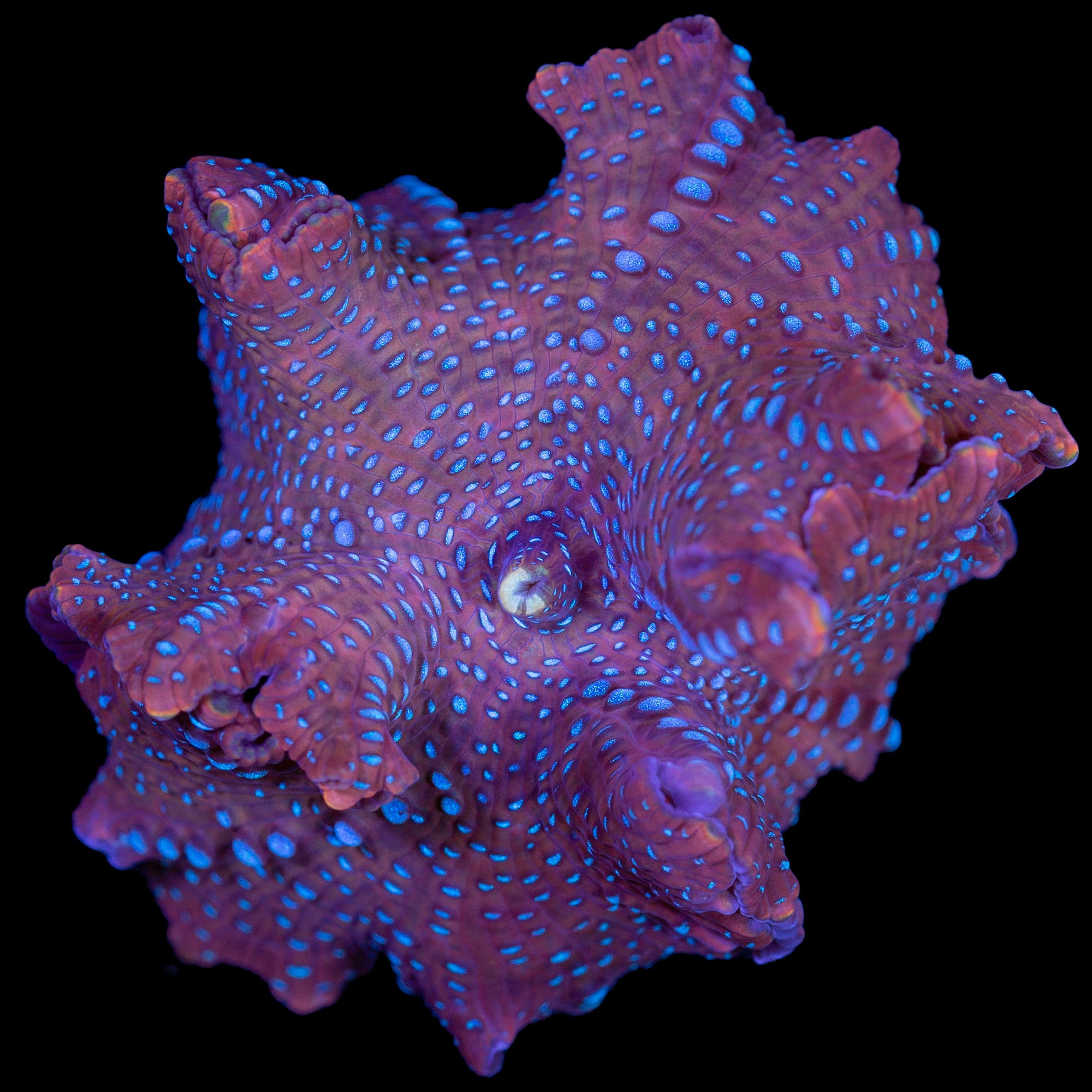 Bluespotted Red Mushroom