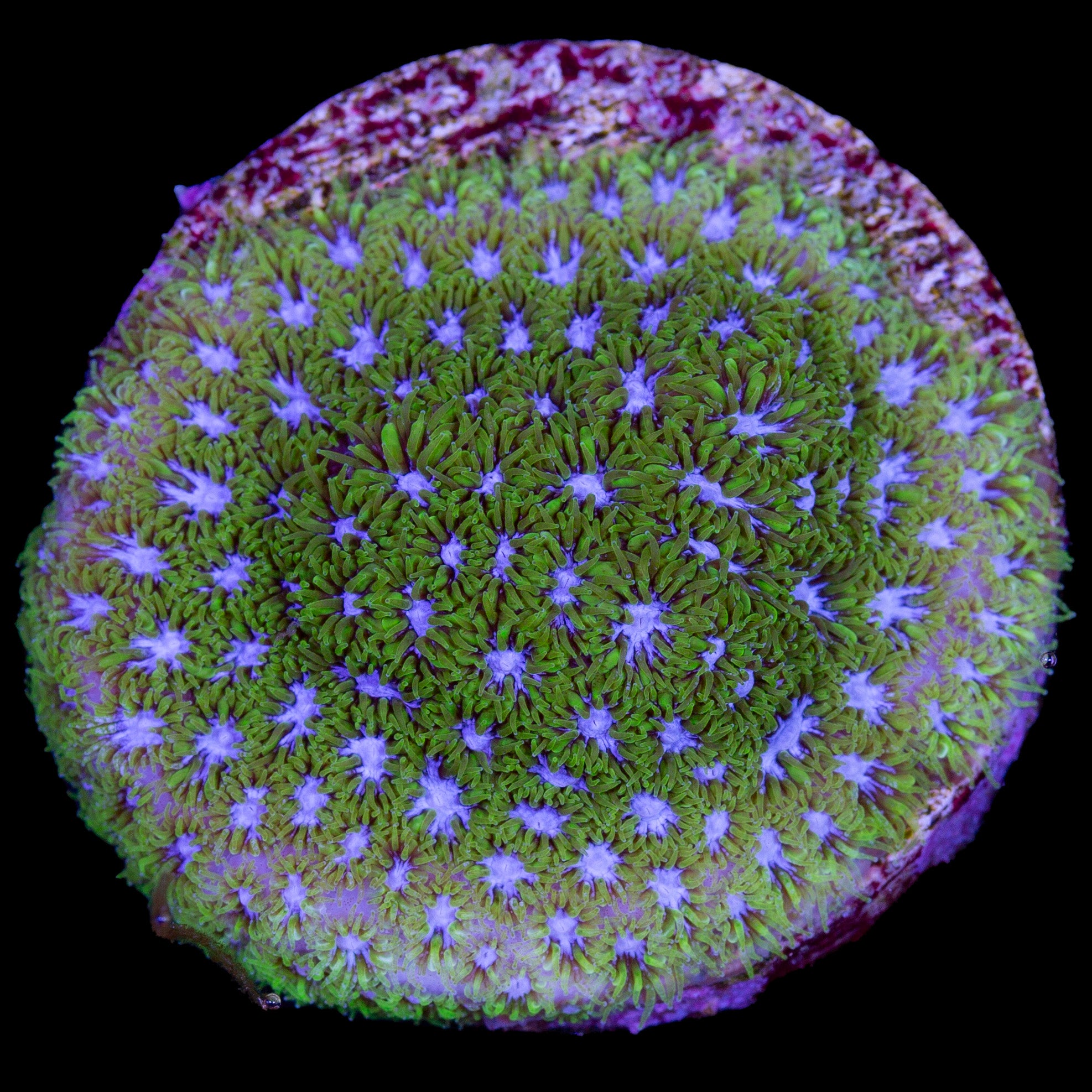 Blue & Green Leptastrea Coral