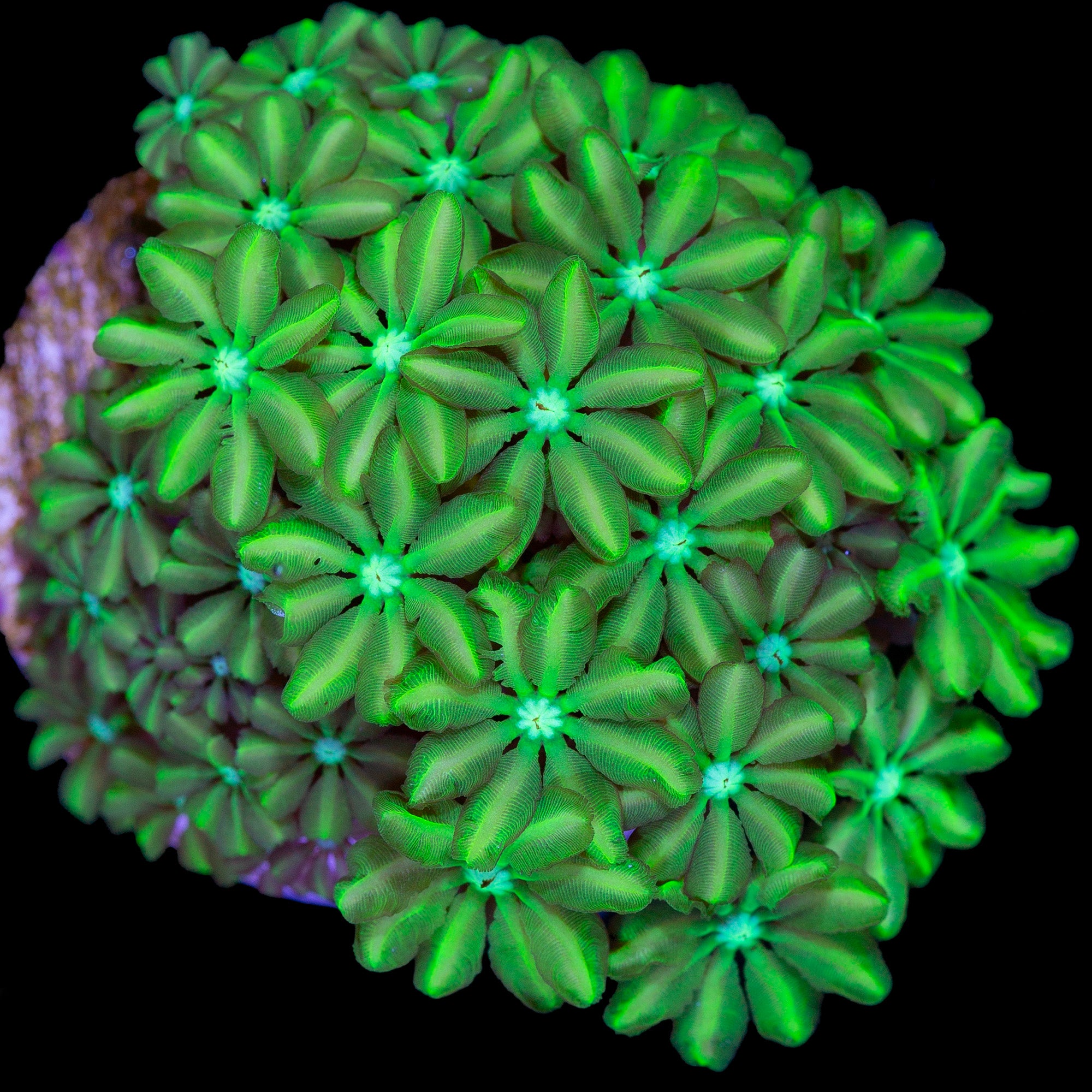 Vivid's Neon Green Pipe Organ
