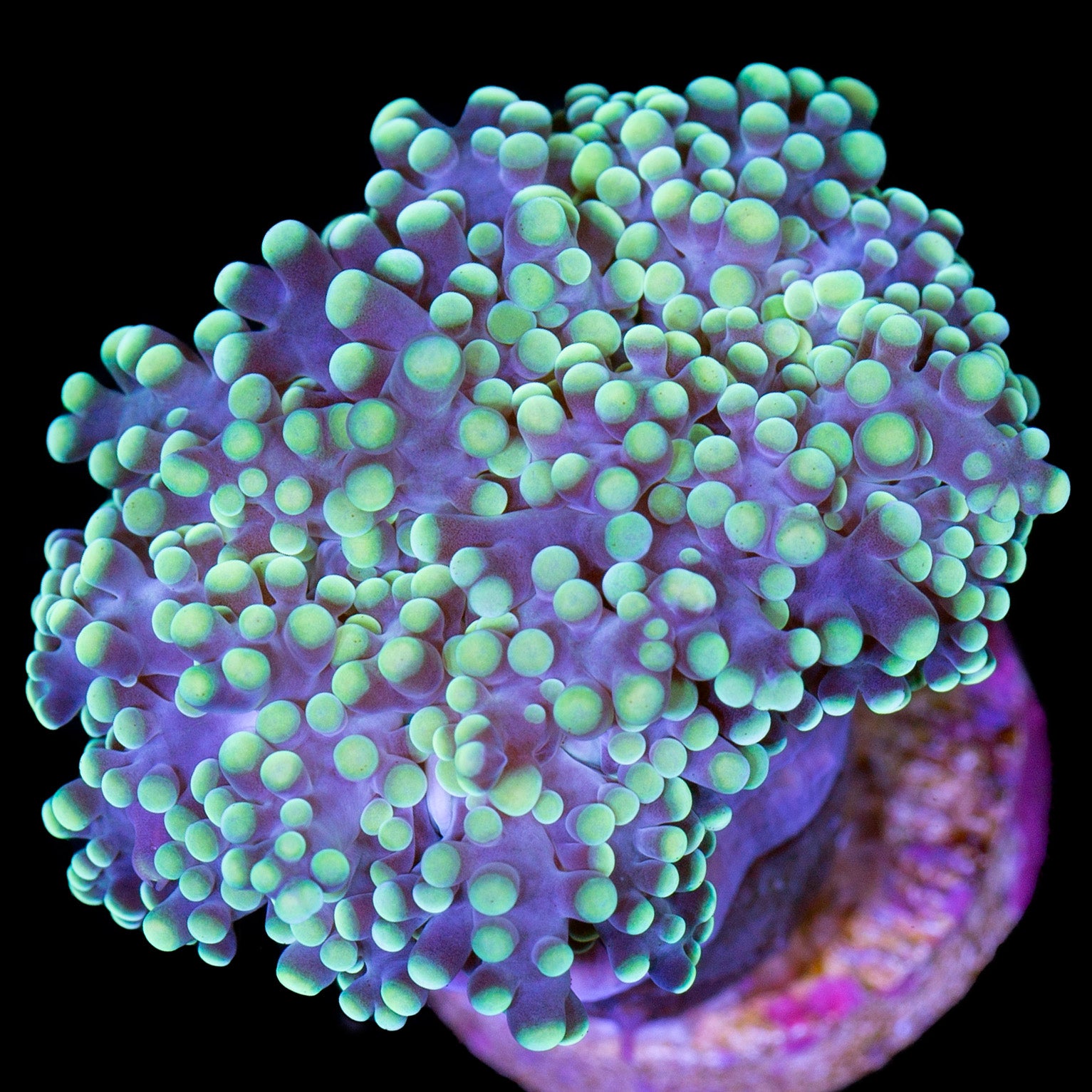 Neon Green Frogspawn Coral