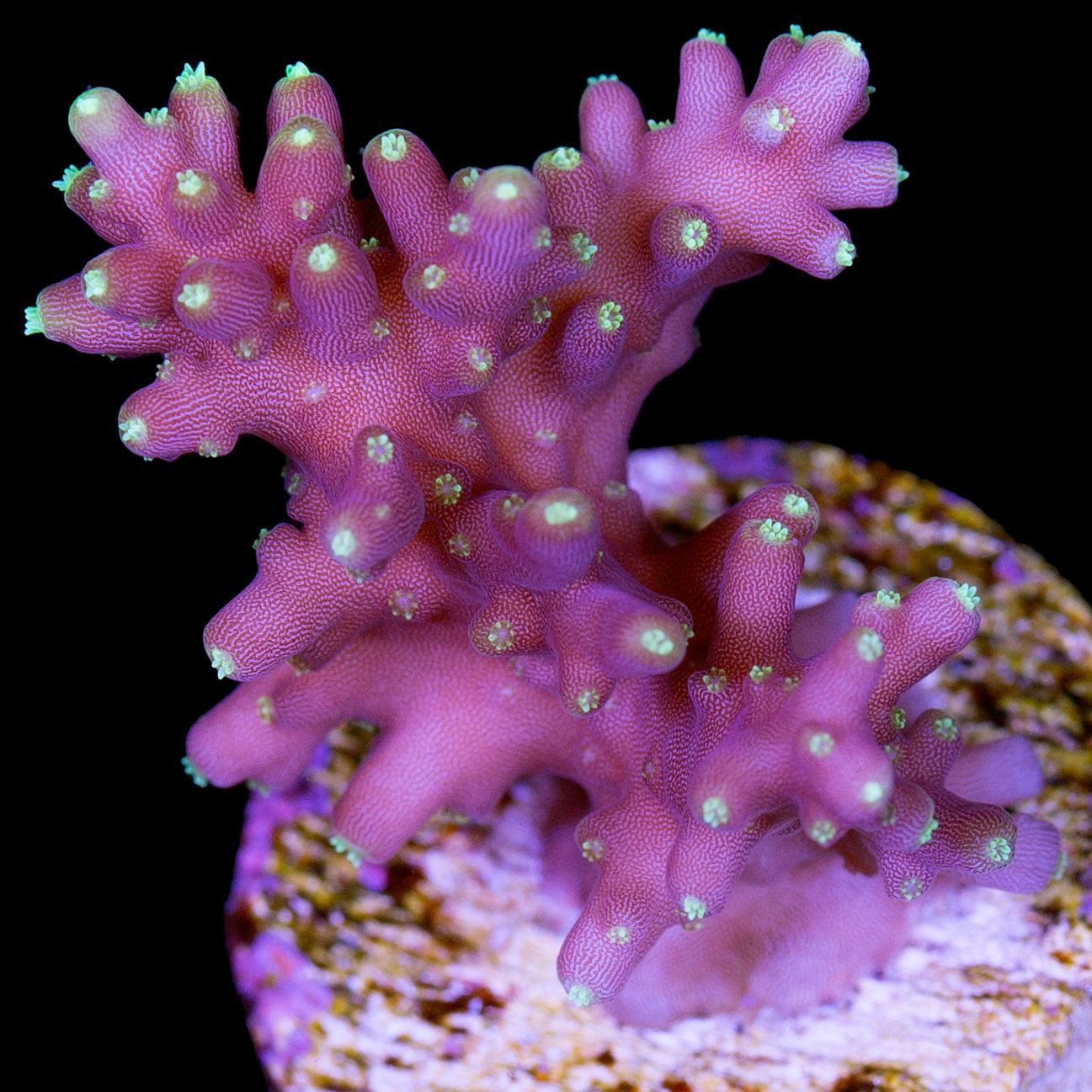 Vivid Space Dragon Acropora Coral