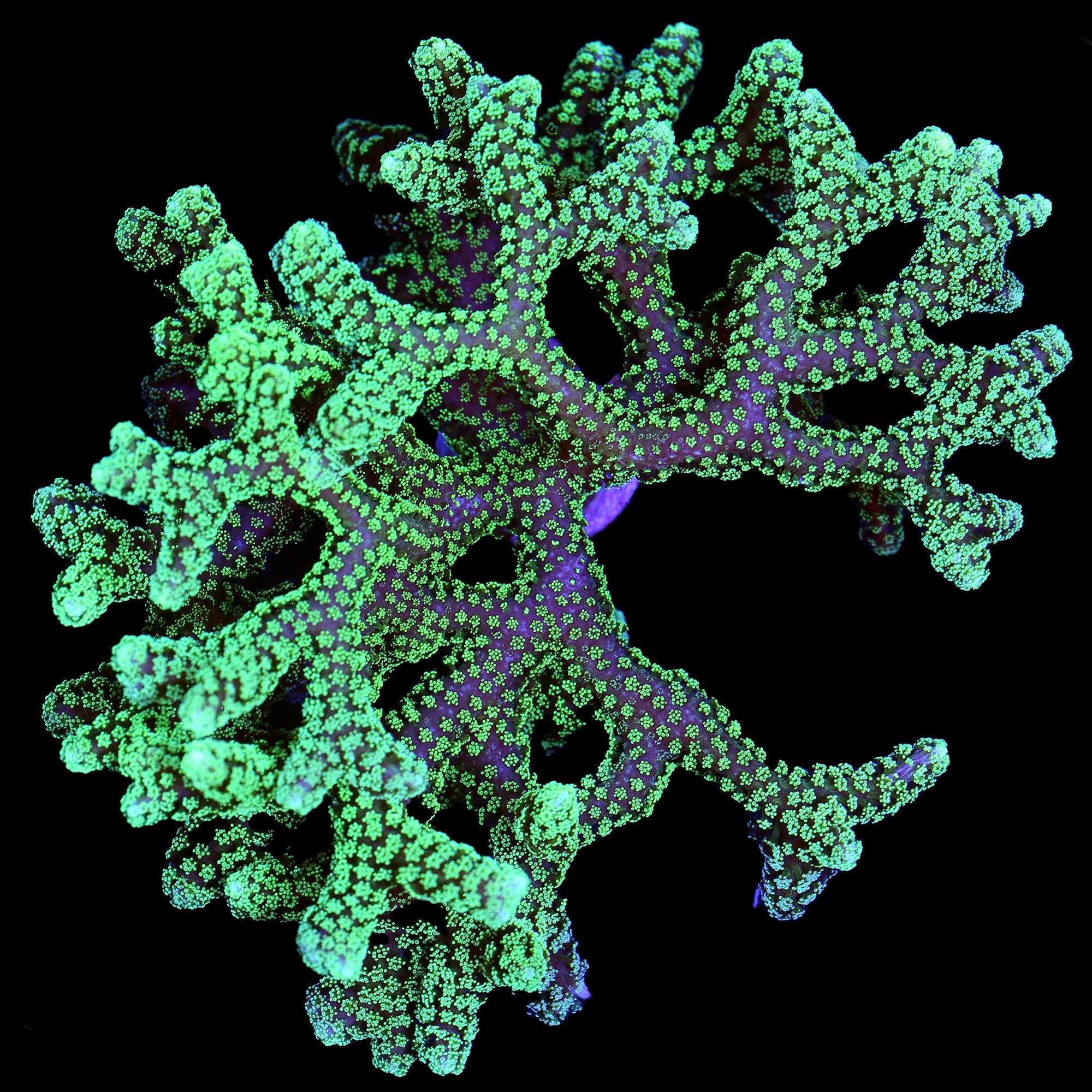 Screaming Green Birdsnest Coral Colony