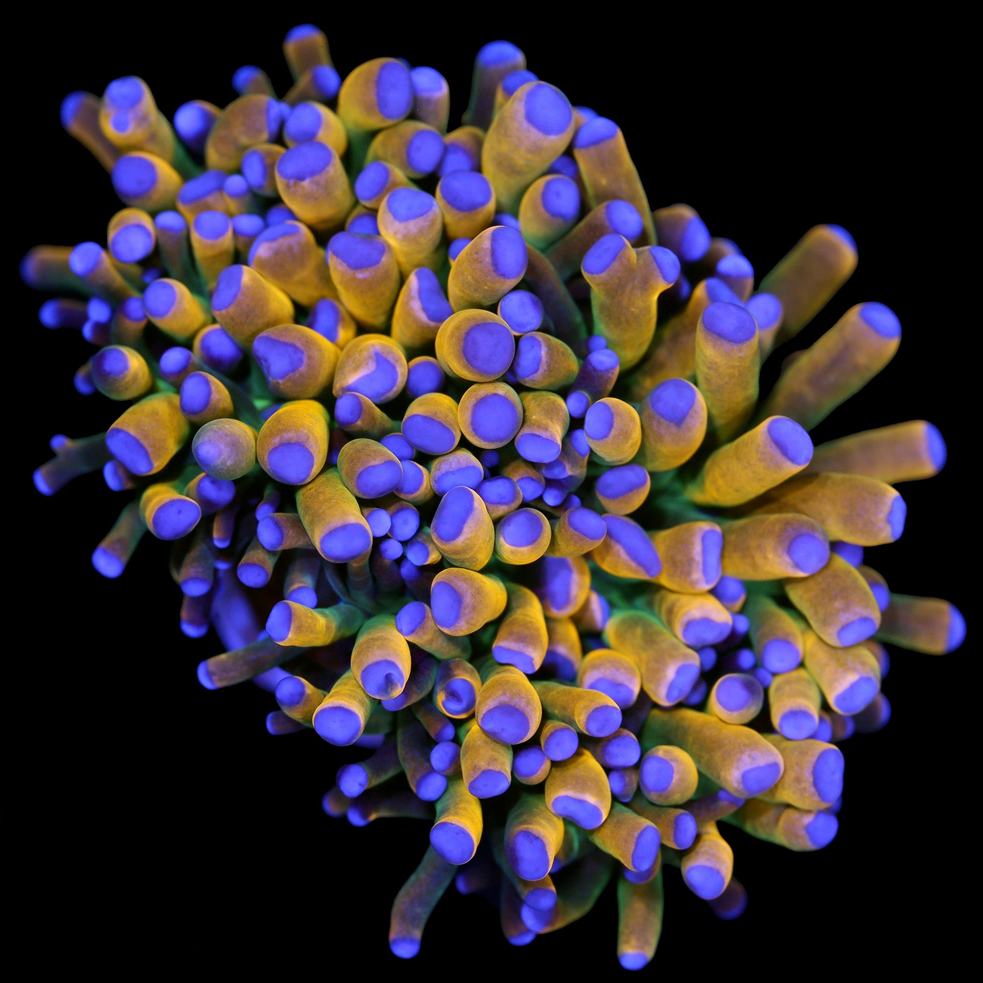 Fathead Holy Grail Torch Coral - 1st Release