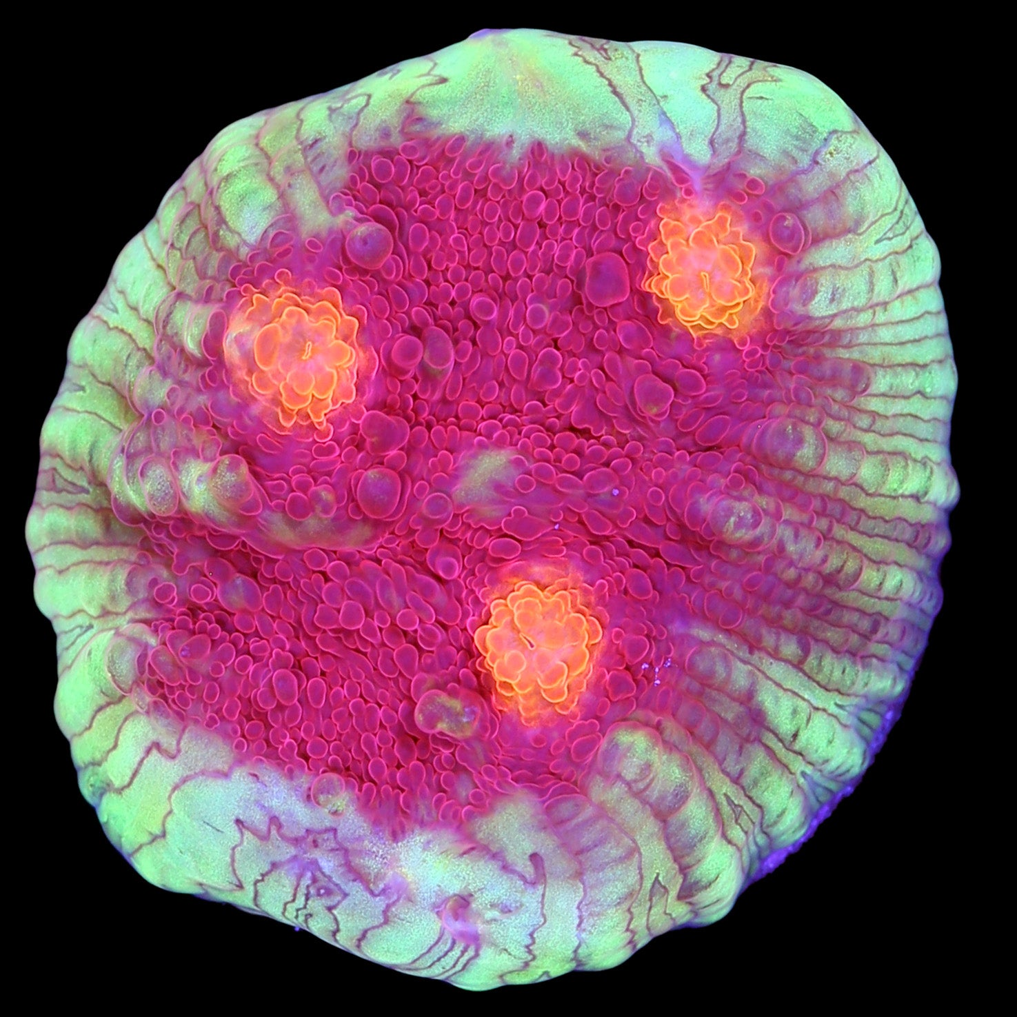 Goldeneye Echinophyllia Coral