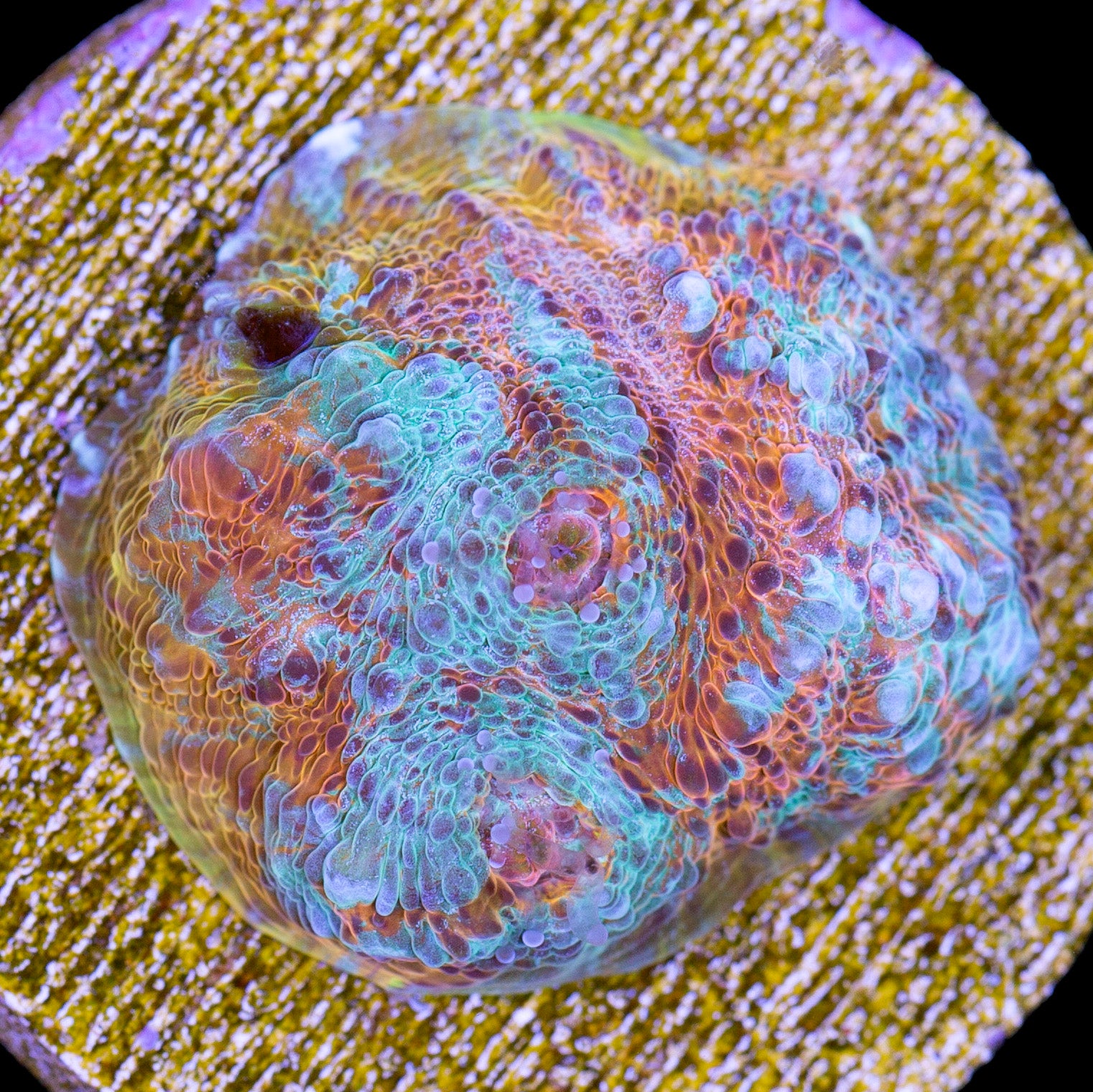 Seafoam Echinophyllia Coral