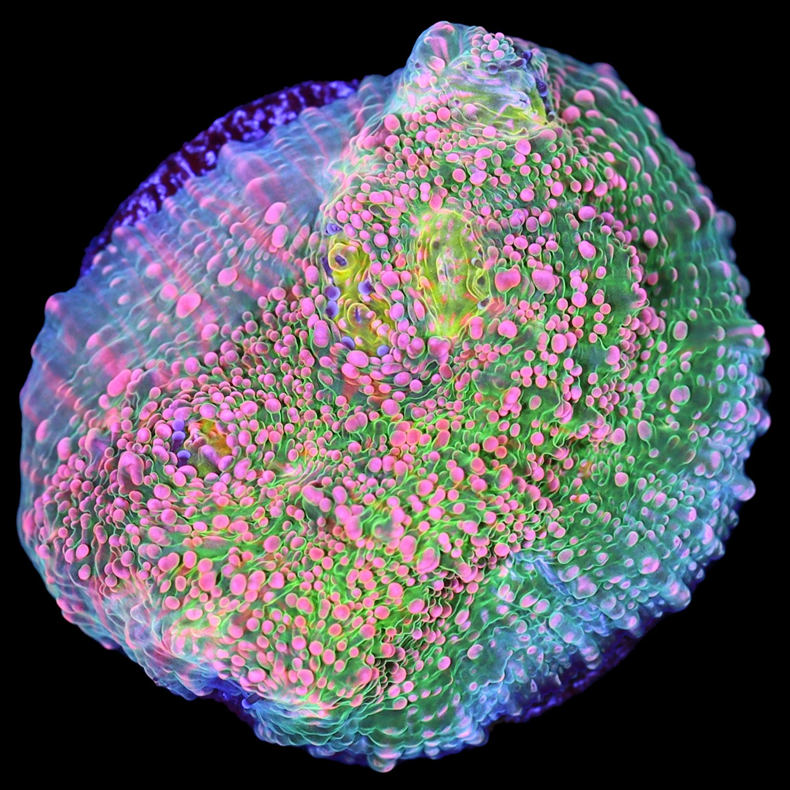Bubblegum Echinophyllia Coral