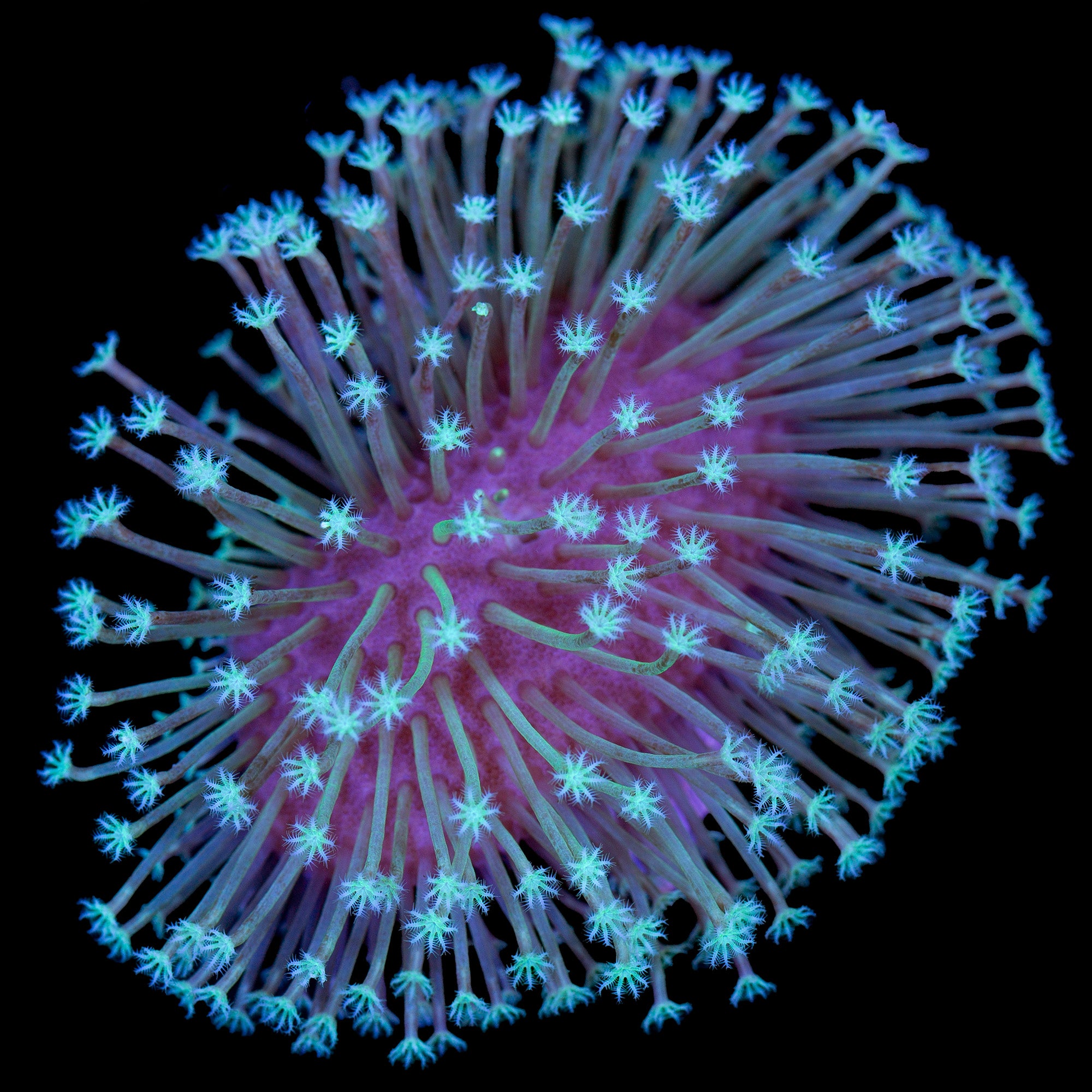 Aqua-Cultured Long Polyp Toadstool Leather Coral