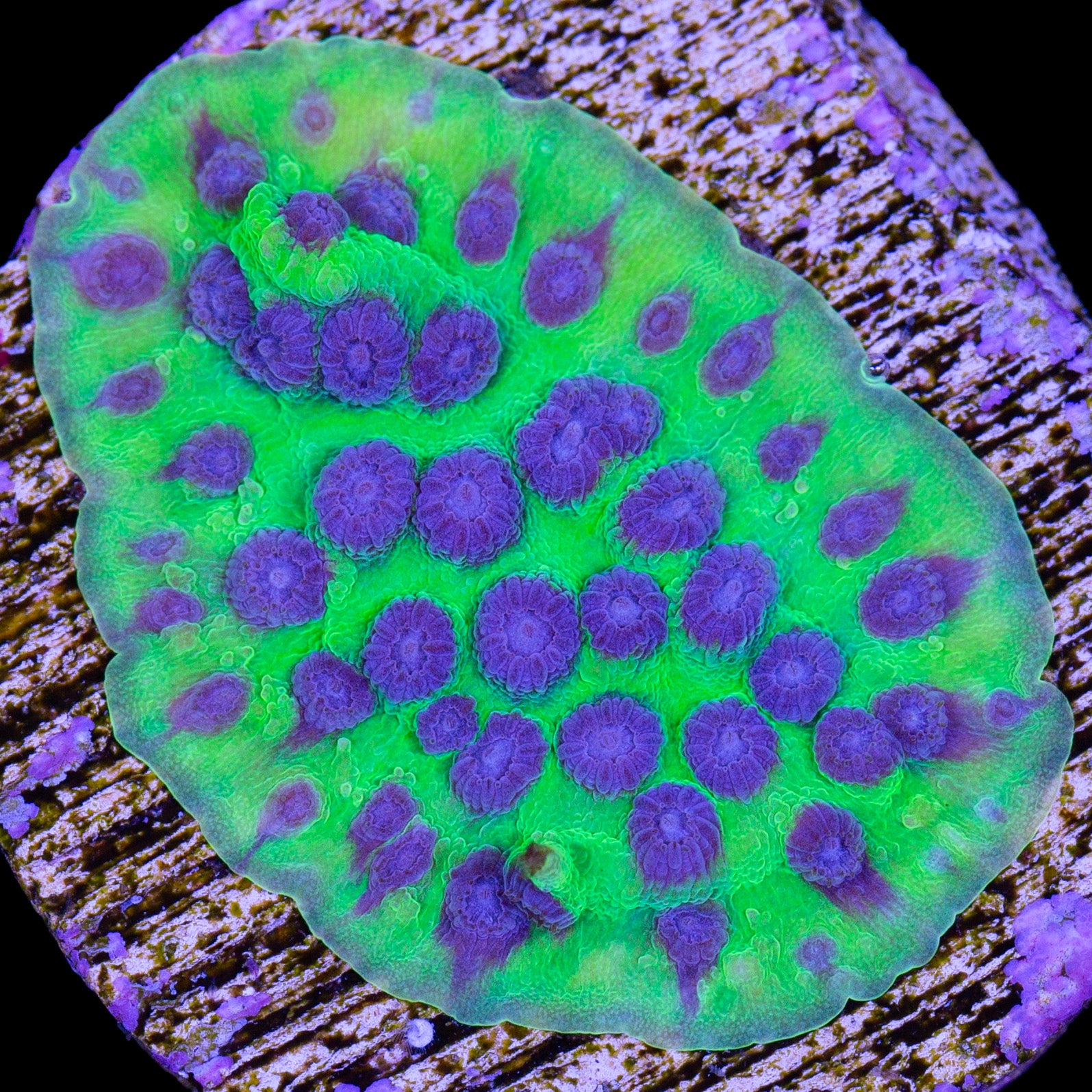 Joker Cyphastrea Coral