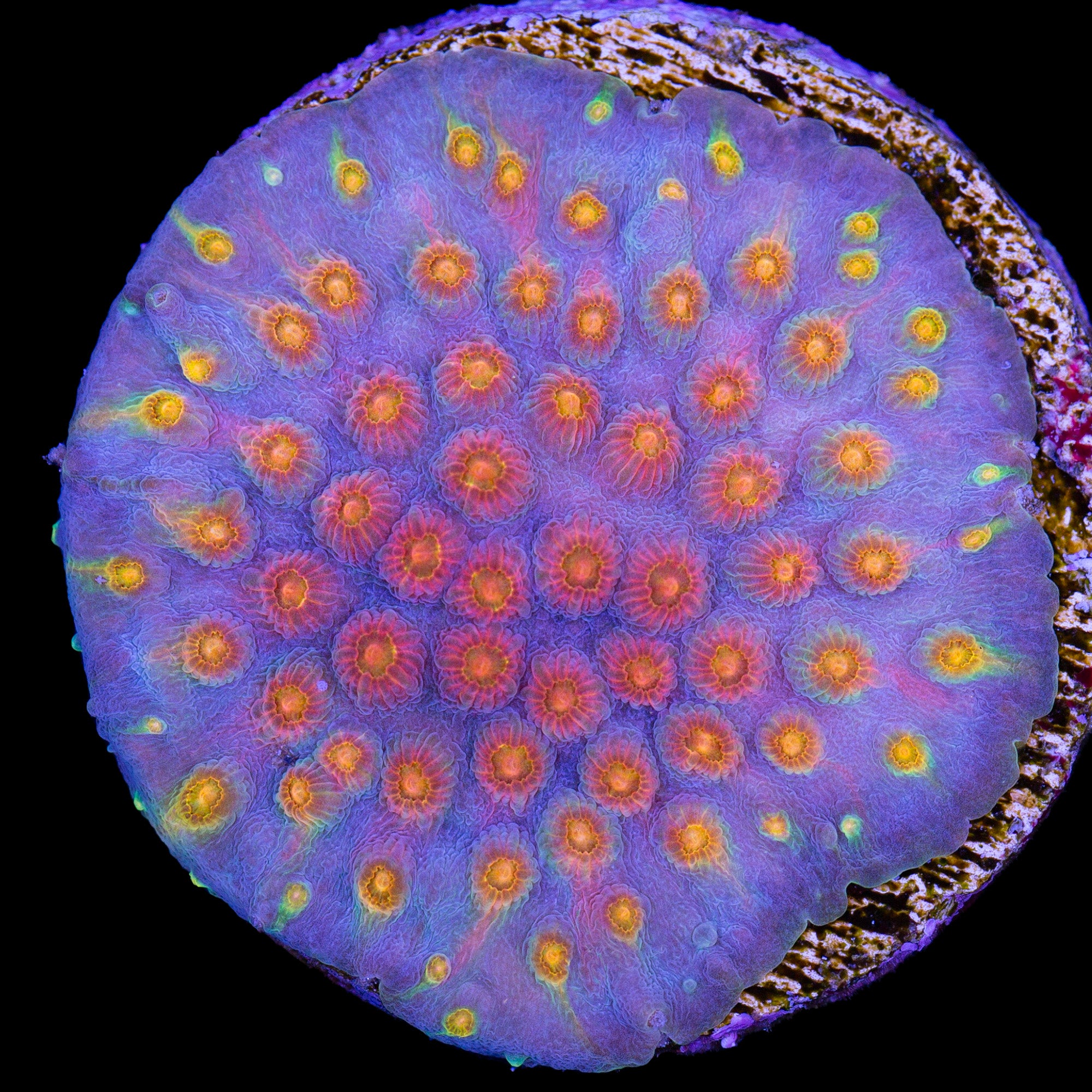 Rainbow Cyphastrea Coral