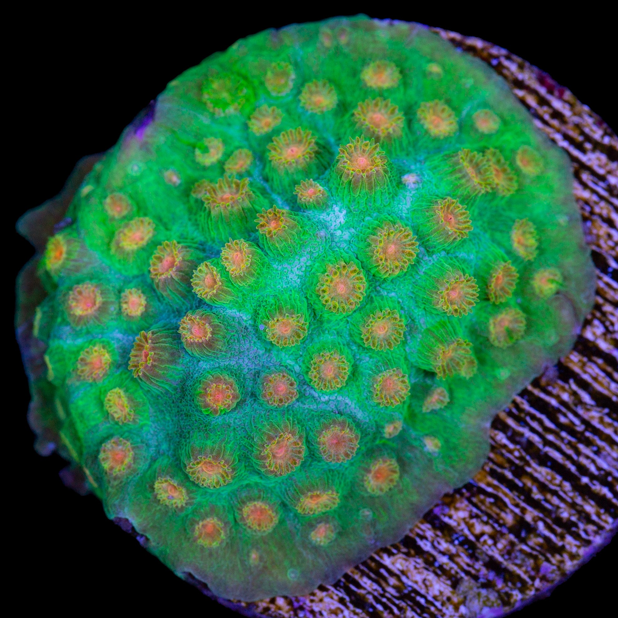 Pumpkin Patch Cyphastrea Coral