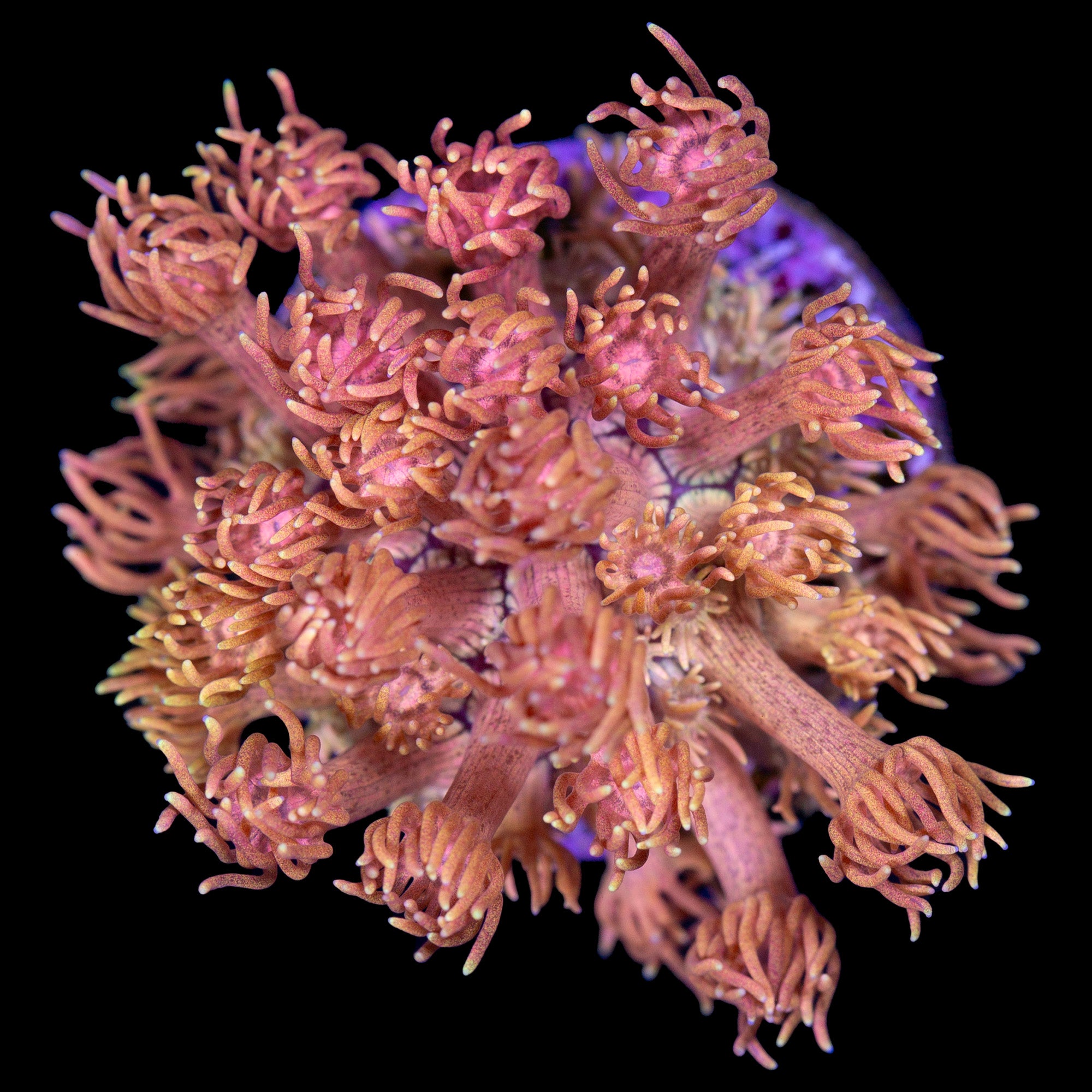 Vivid's Orange Dream Goniopora Coral