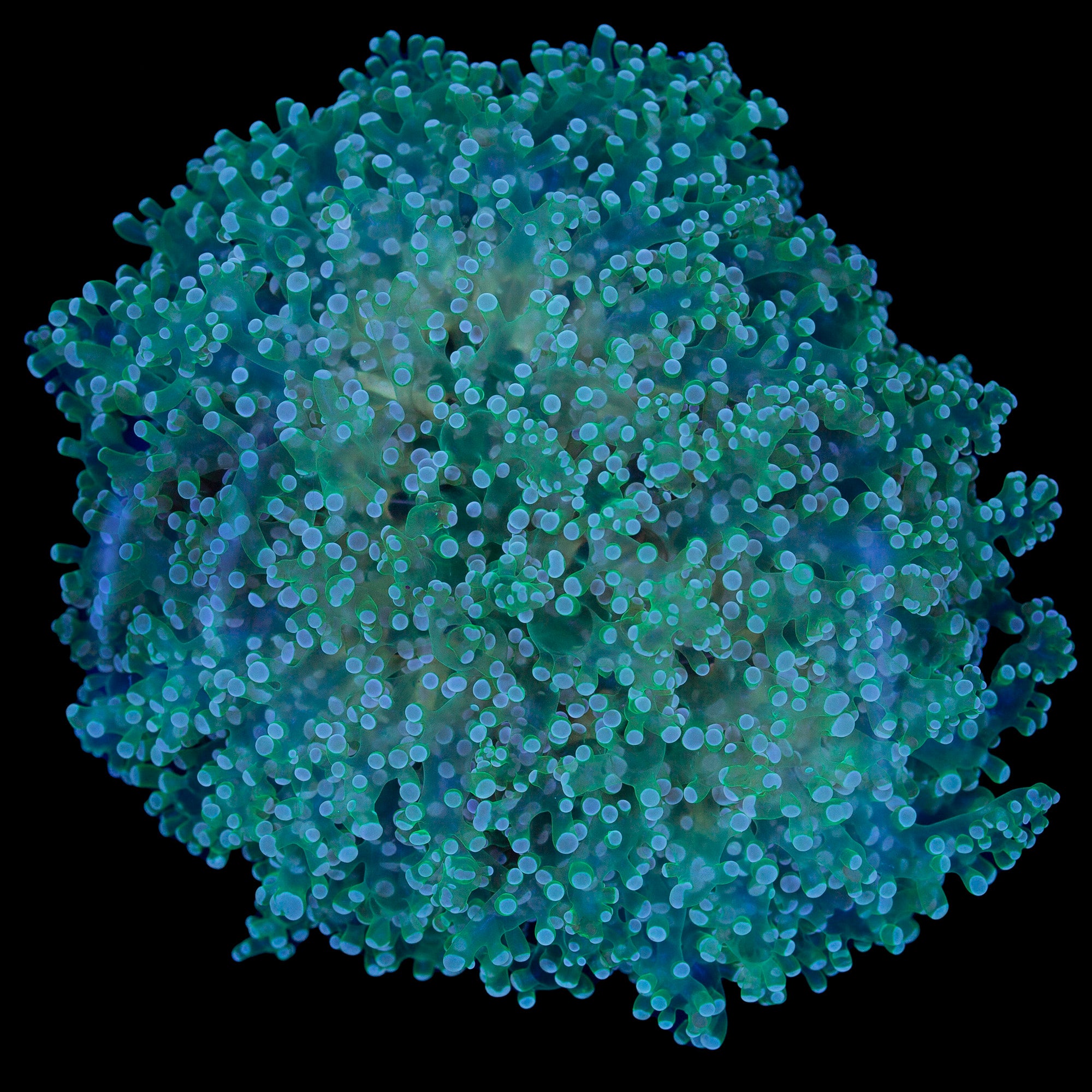 Ultra Green Frogspawn Coral