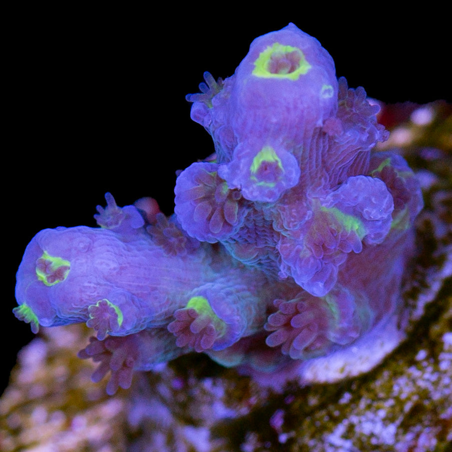 RRU Angry Birds Tenuis Acropora Coral