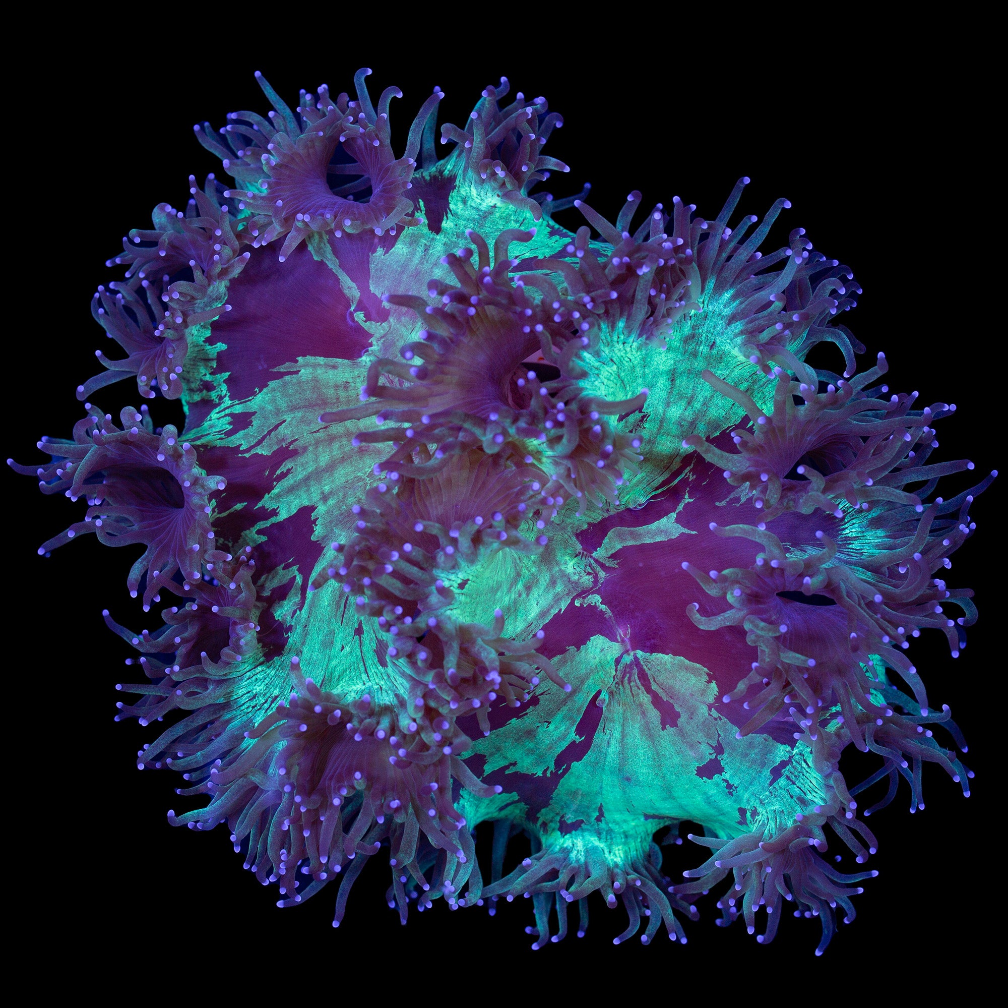 Lg Ultra Indo Elegance Coral