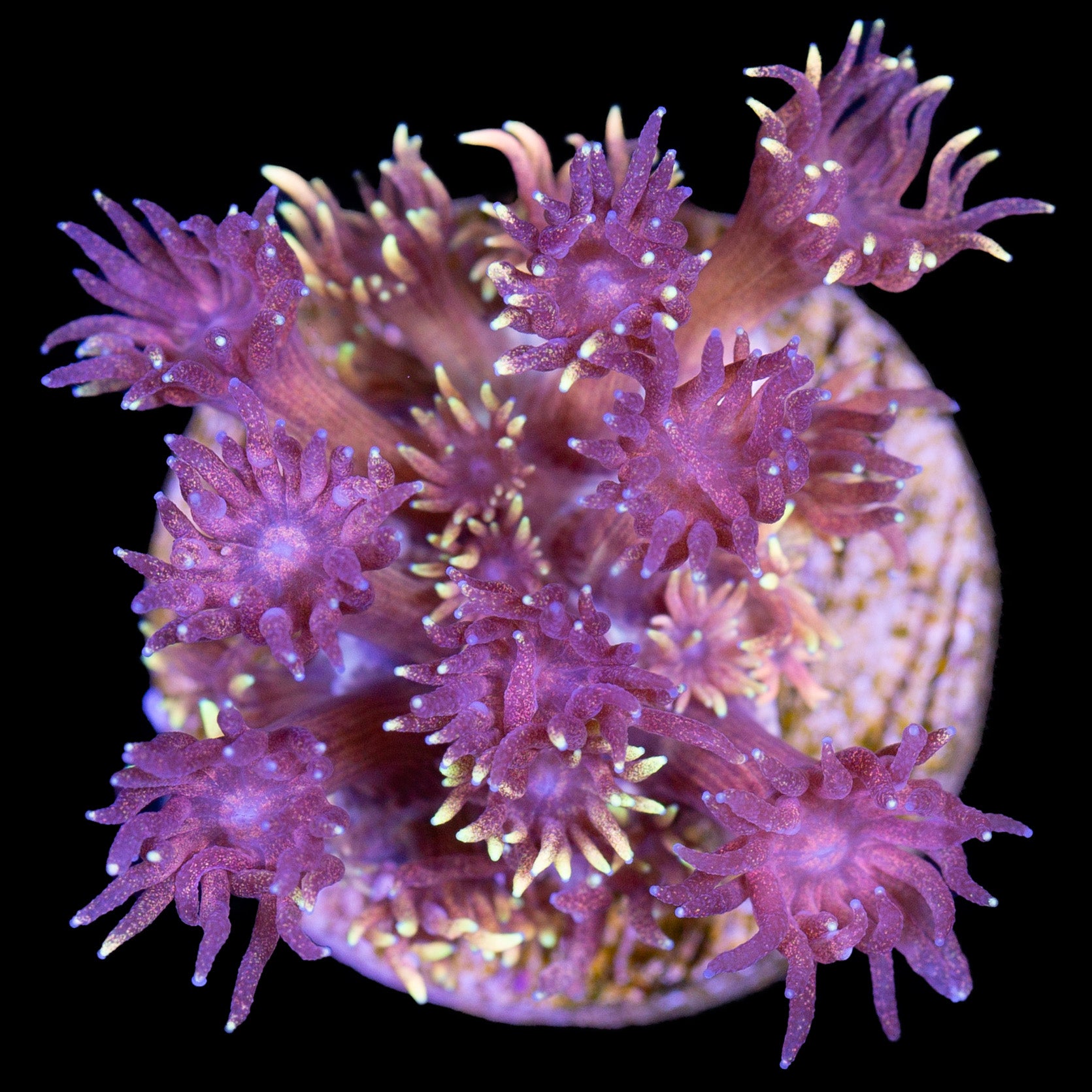 Glitter Rainbow Goniopora Coral