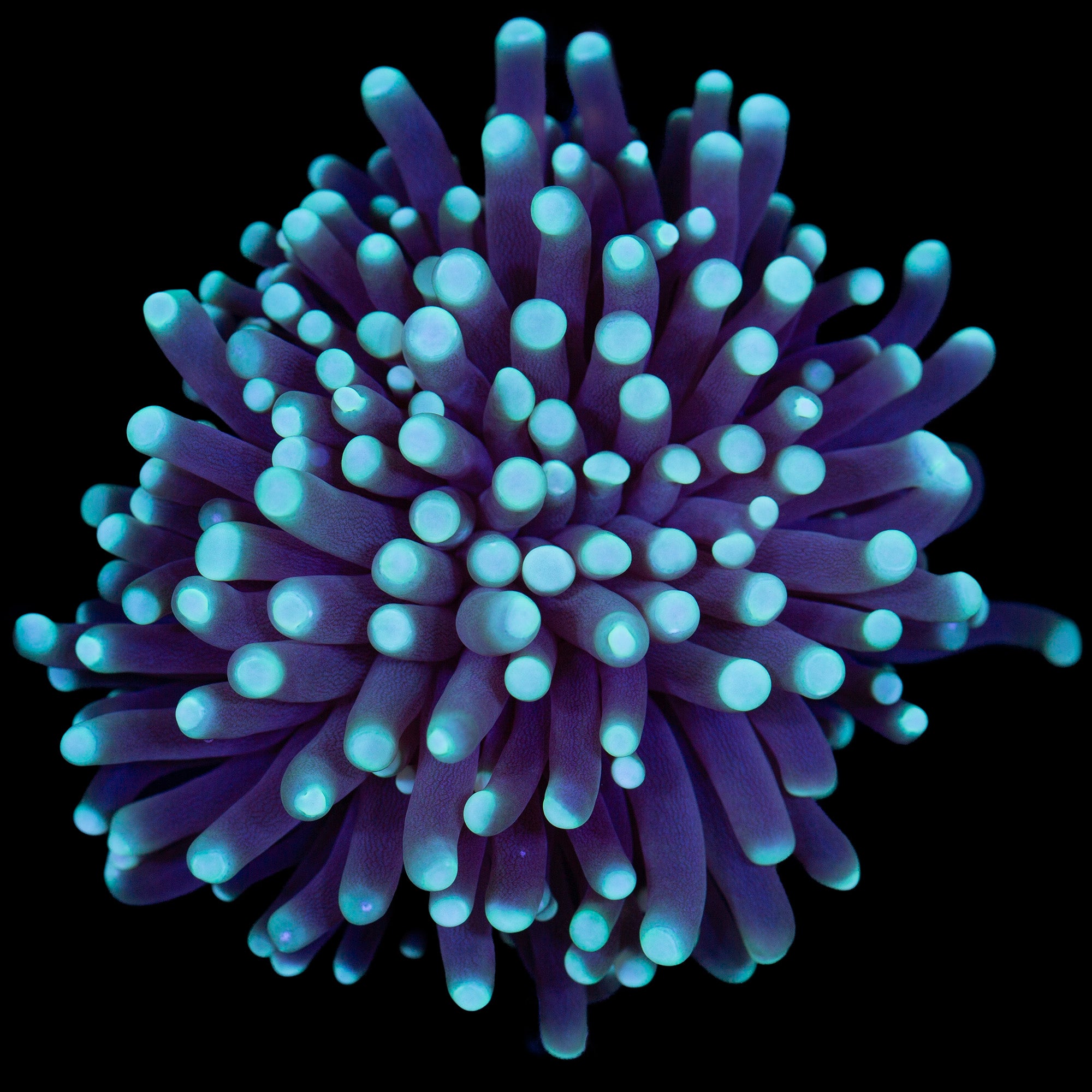 Skywalker Torch Coral