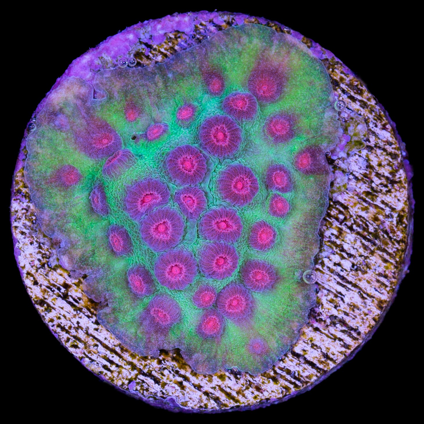 Pink Eye Cyphastrea Coral