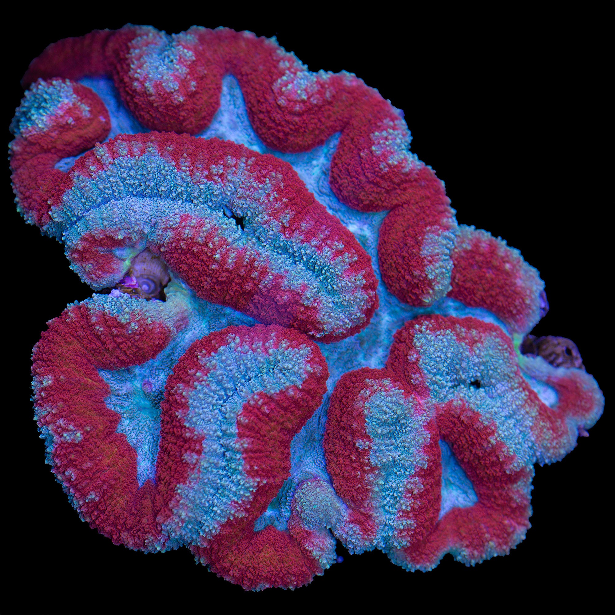 Ultra Symphyllia Coral Colony