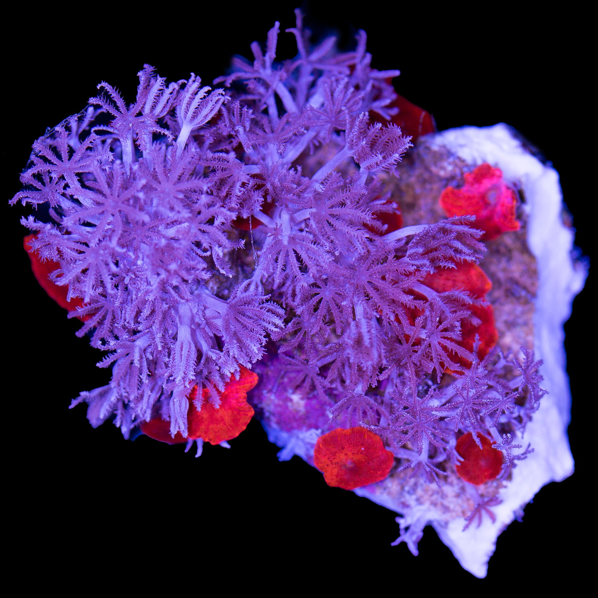 Red Mushrooms + Xenia Combo Colony