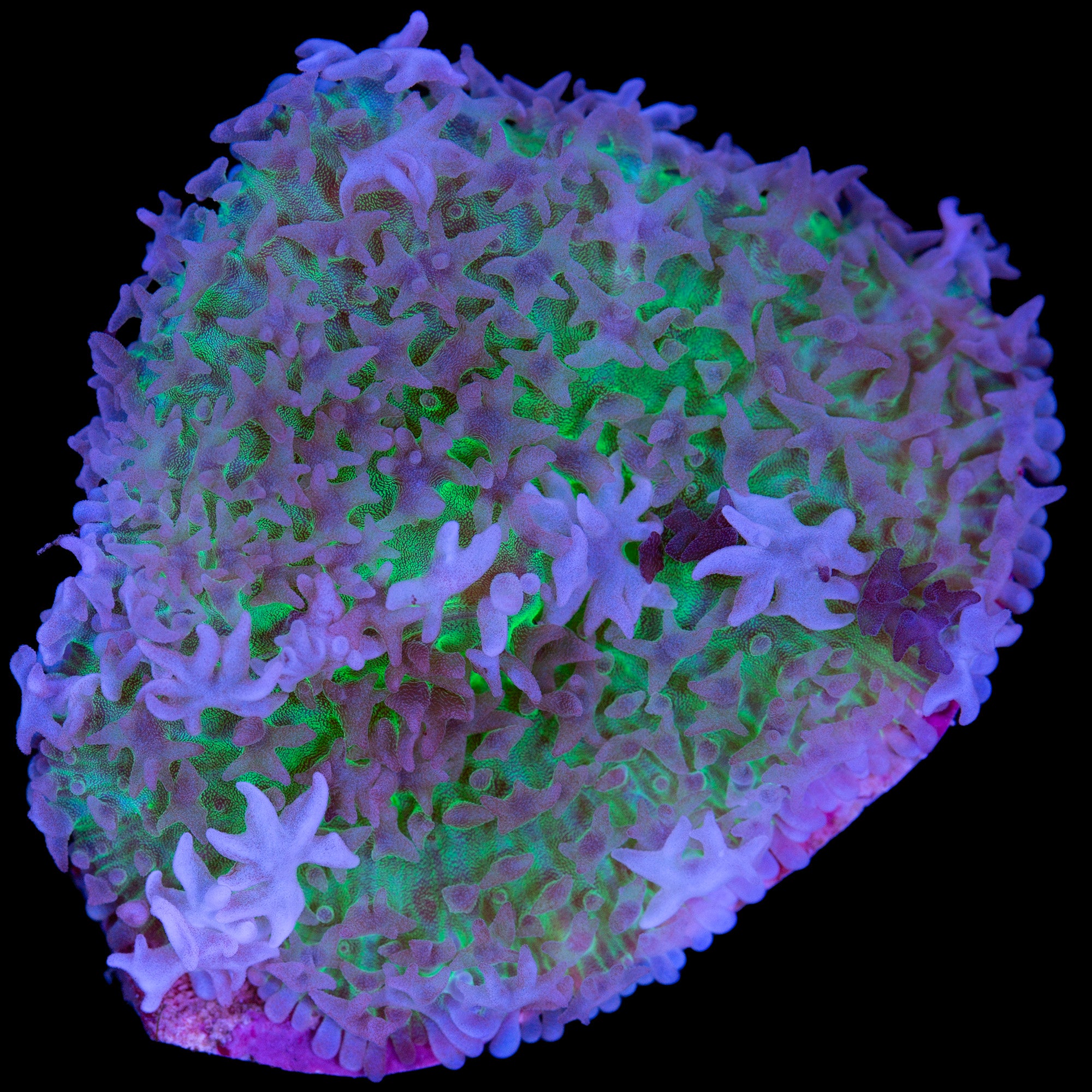 Vivid's Mystic Carpet Mushroom