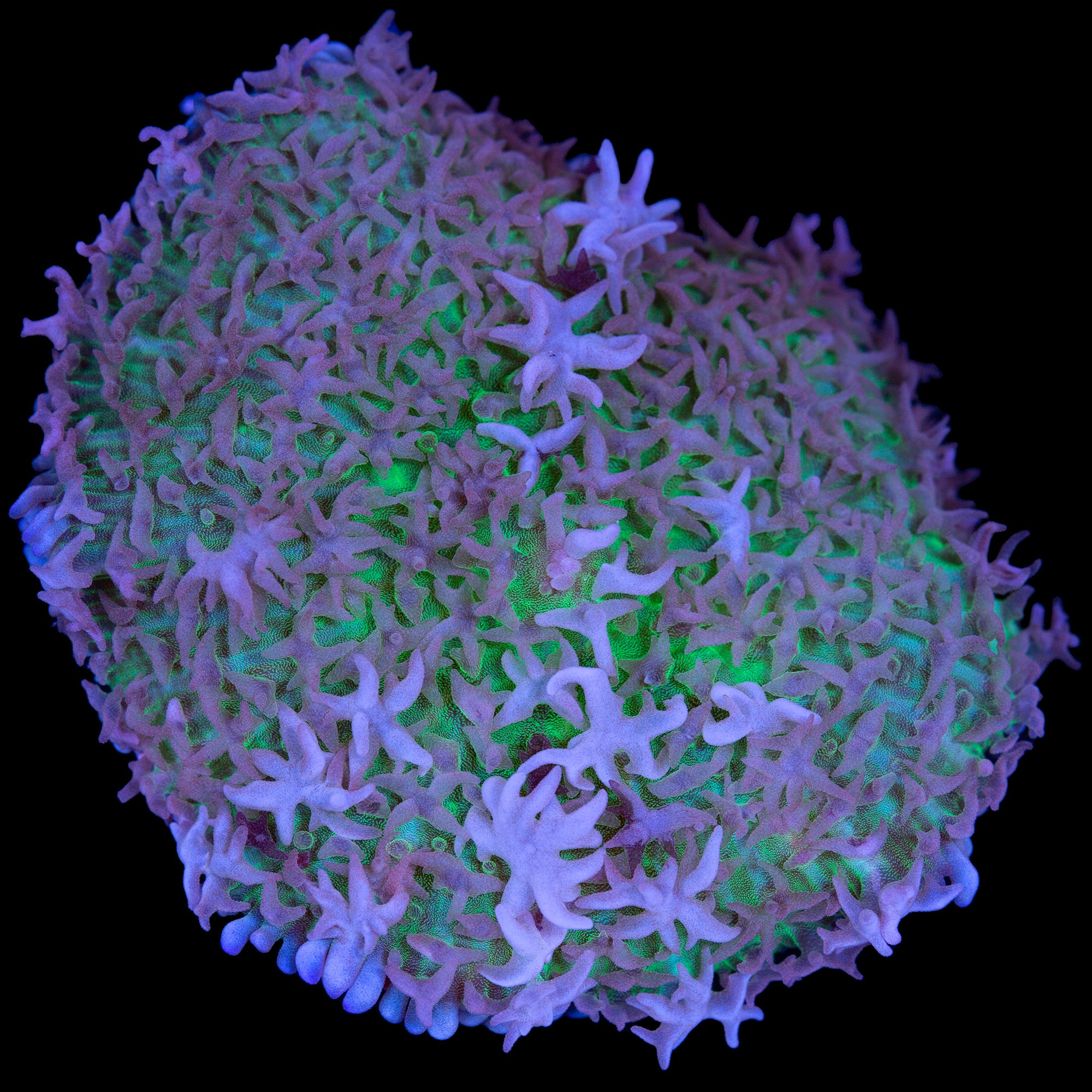 Vivid's Mystic Carpet Mushroom