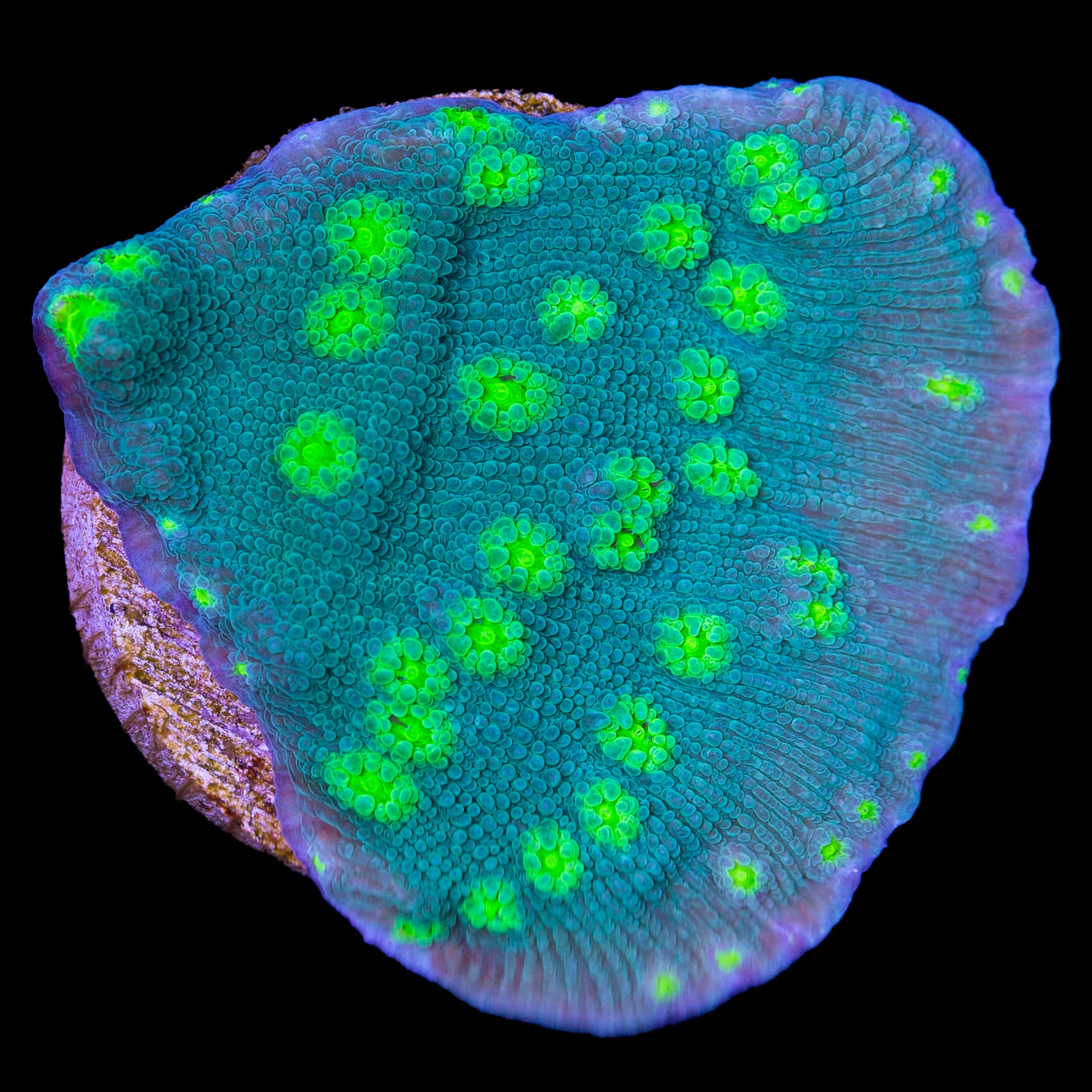 Firefly Echinopora Coral