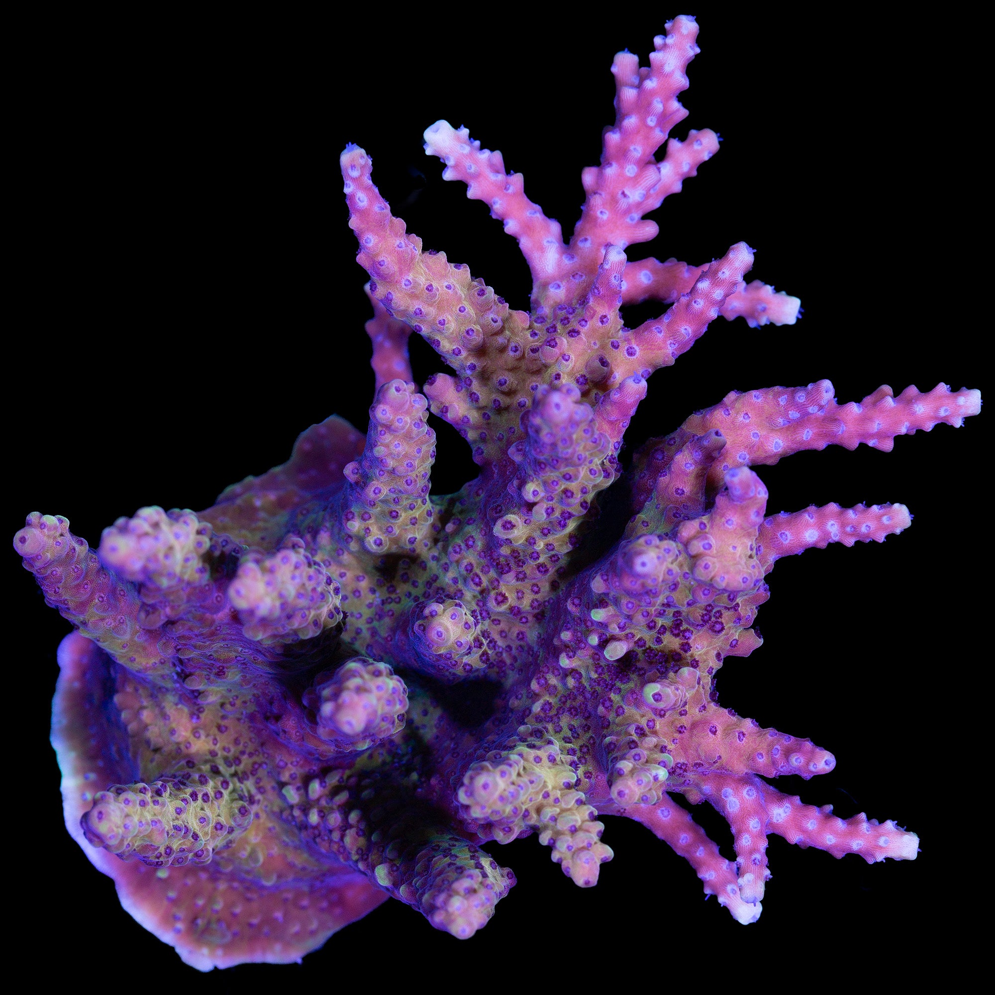 Pink Cadillac Acropora Coral Colony