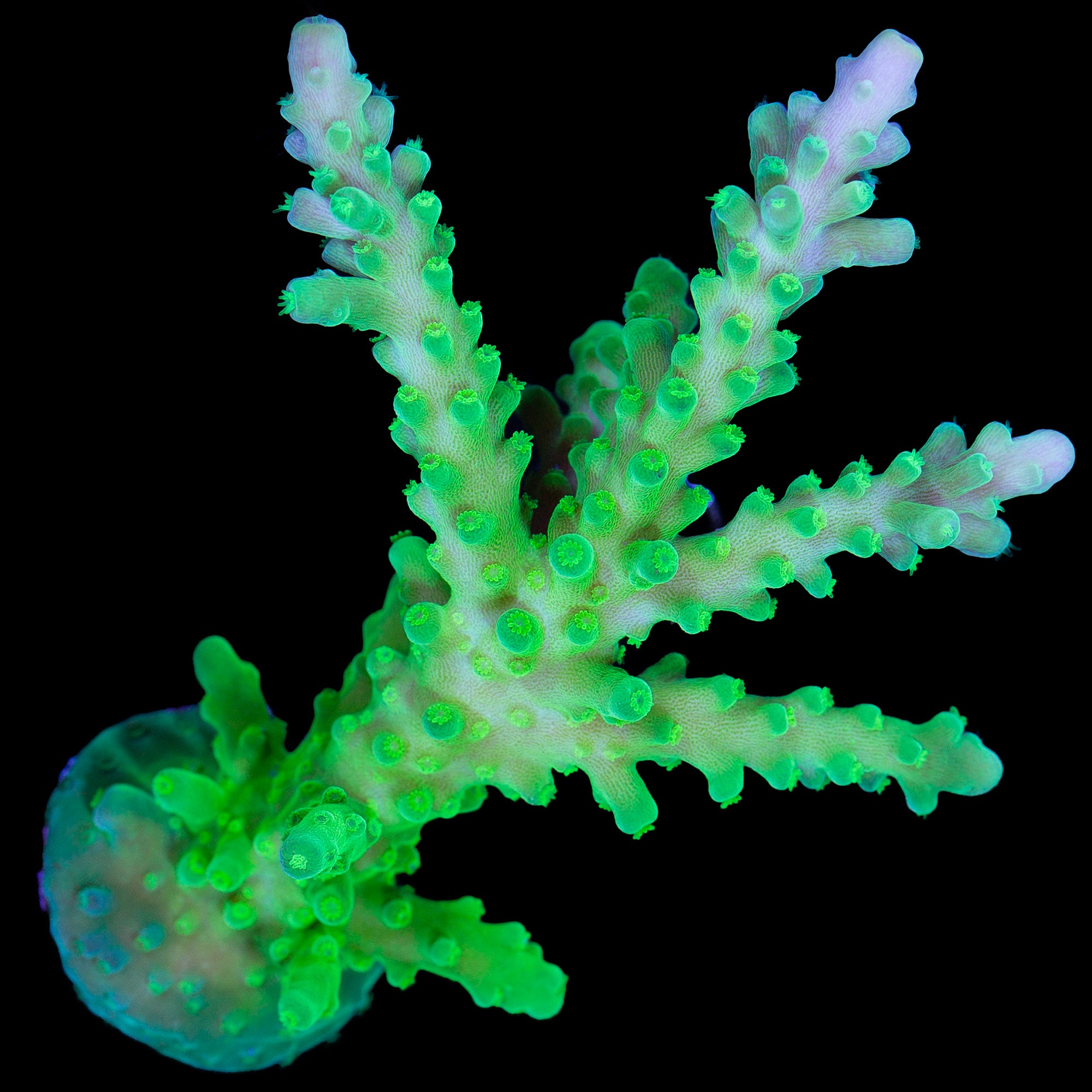 Green Tort Acropora Coral - Lg Frag