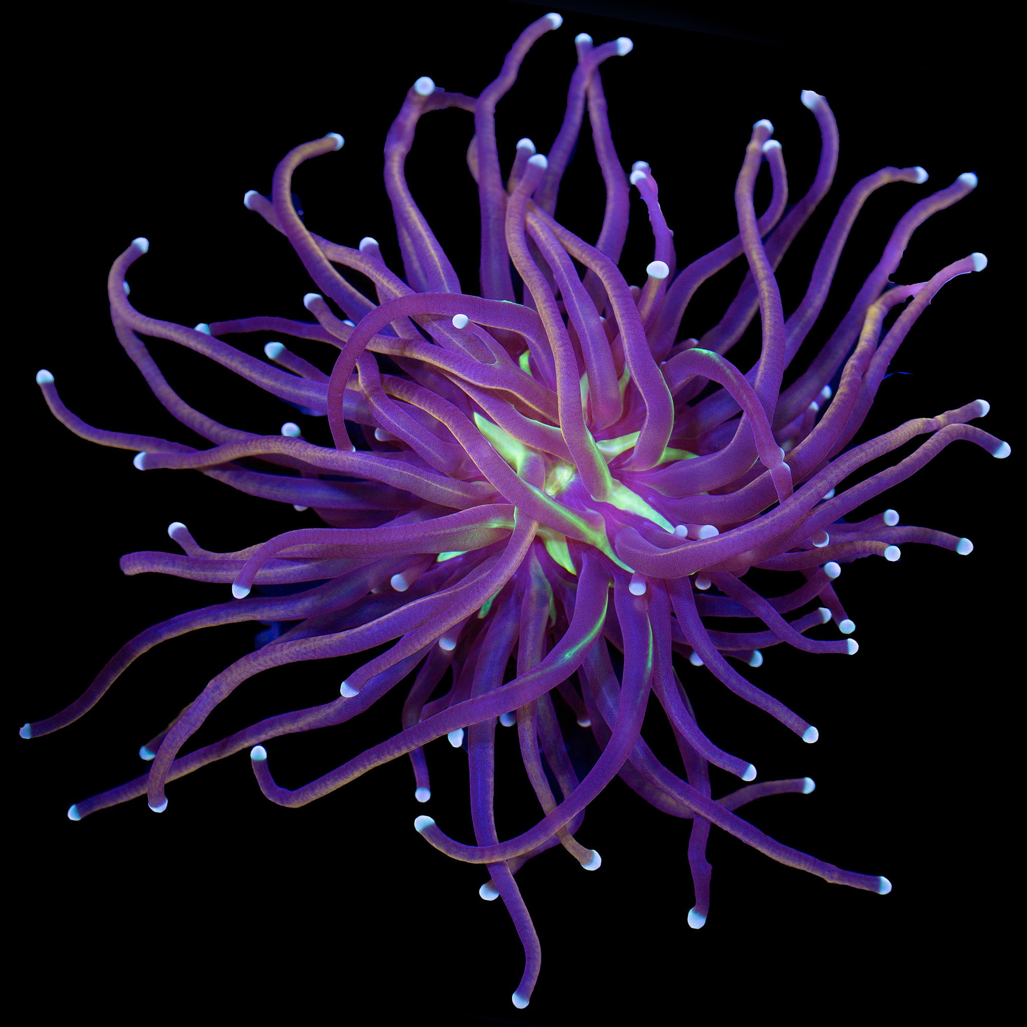 Green Center Indonesian Gold Torch Coral