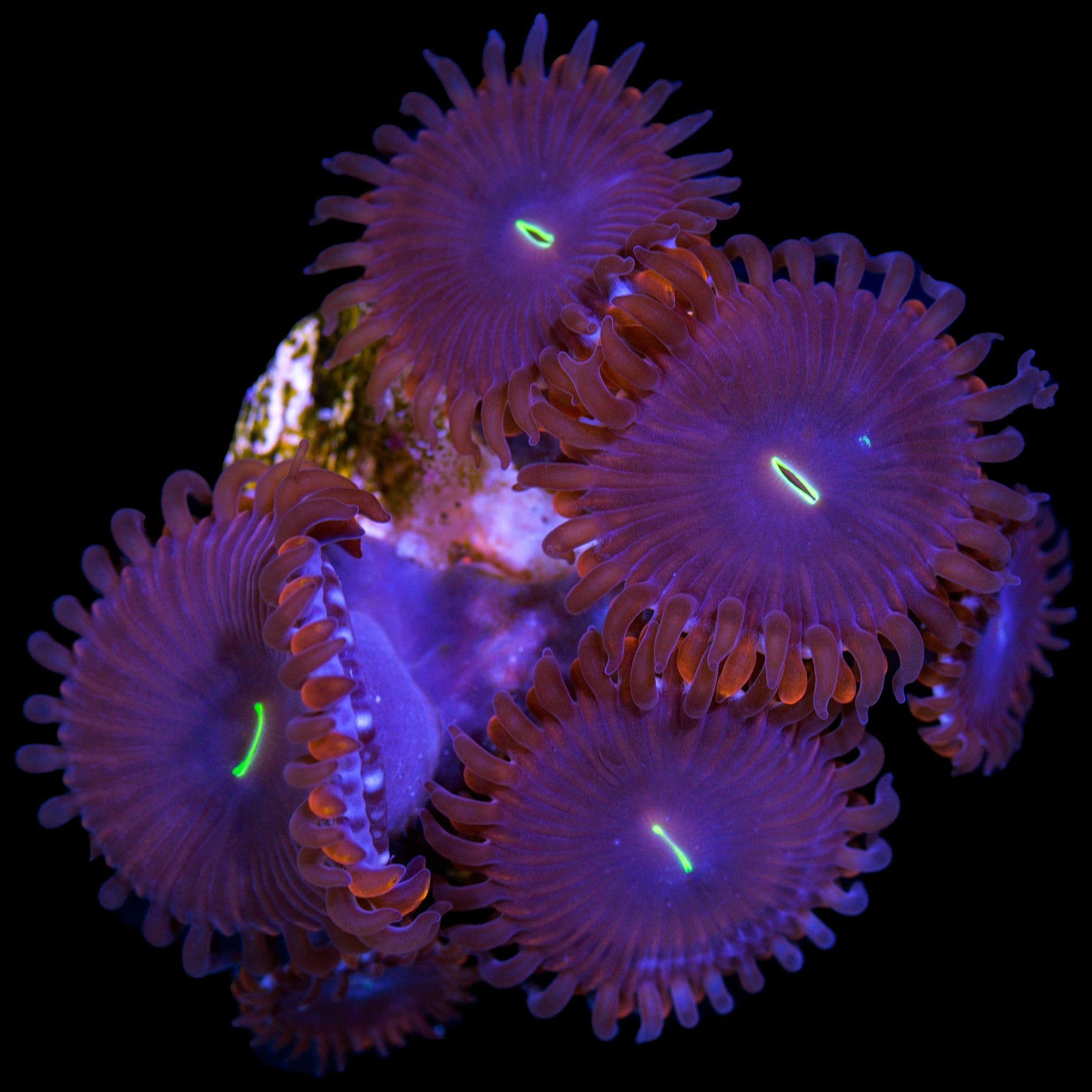 Red People Eater Zoanthids