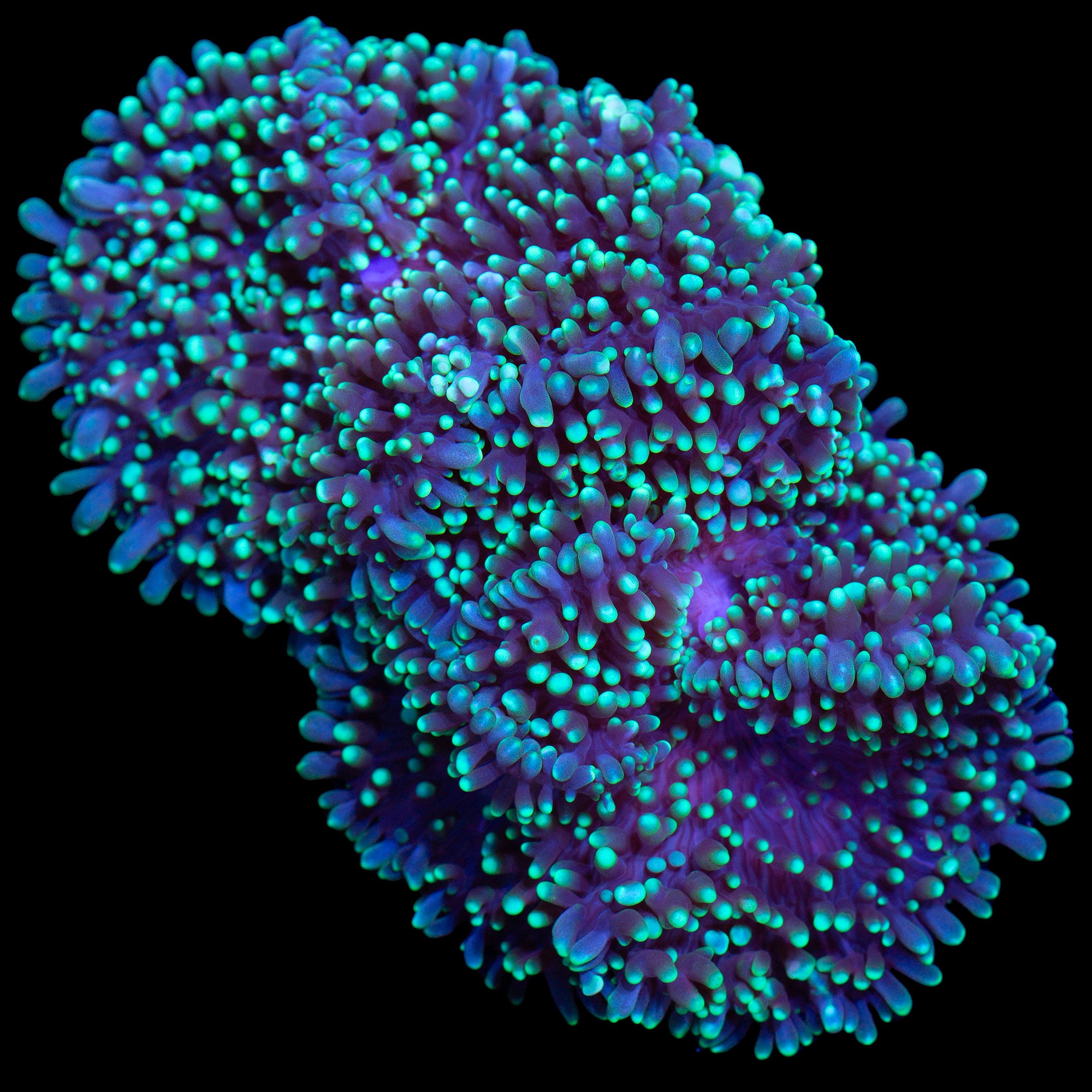 Green Hairy Mushrooms