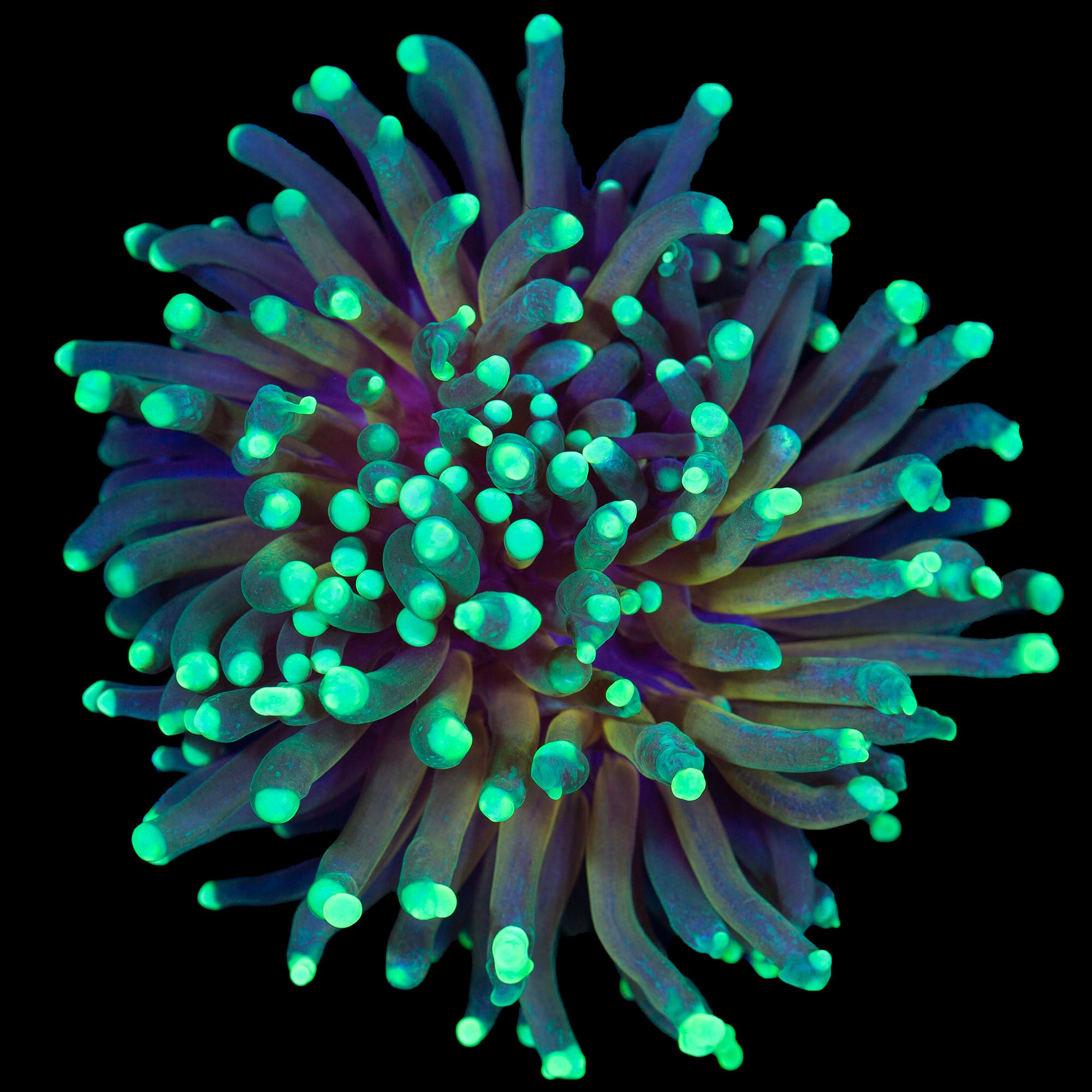 Ultra Fat Tiger Torch Coral